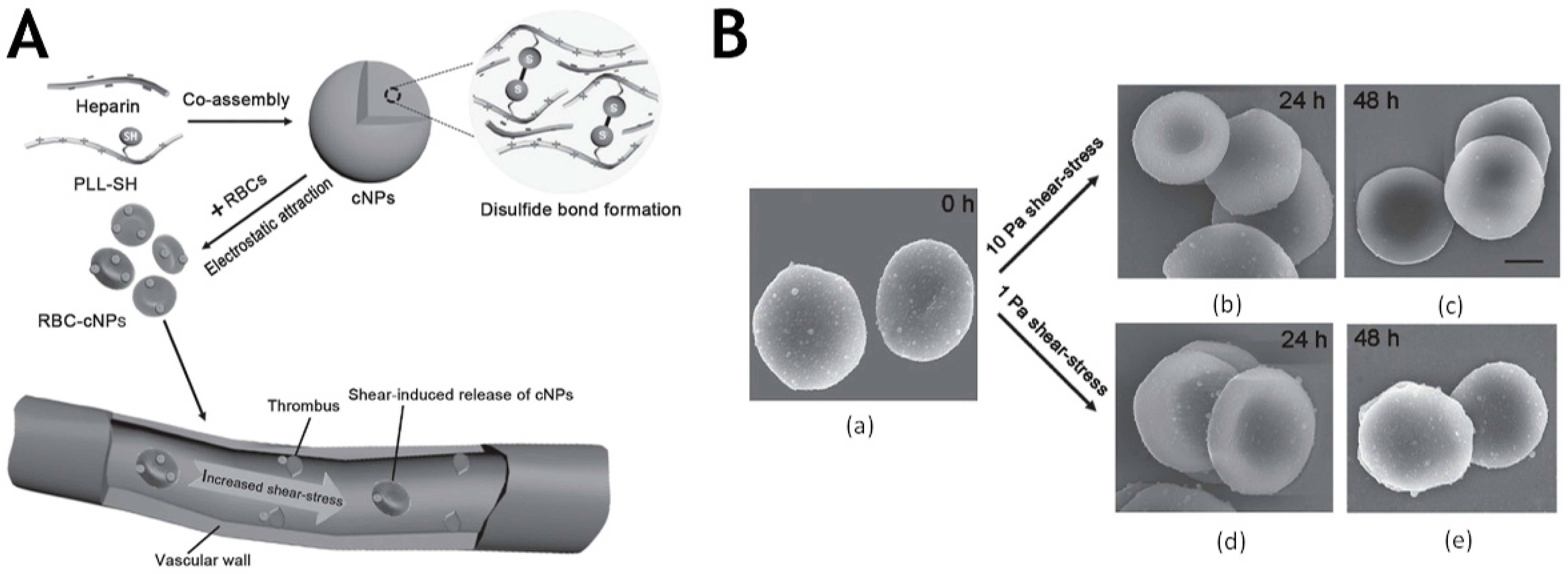 Molecules 26 06776 g004 Molecules 26 06776 g004