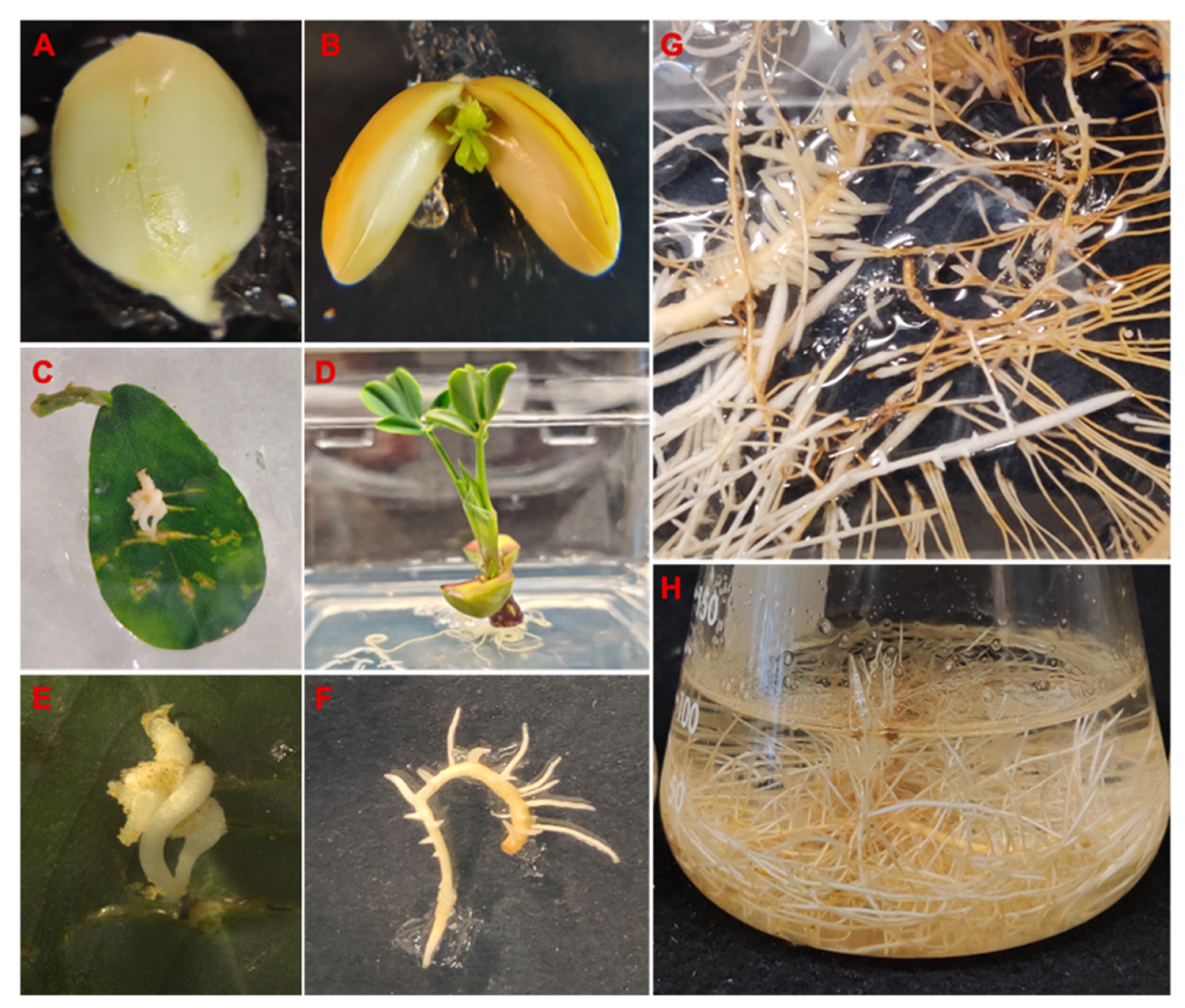 Molecules 26 06778 g002 550