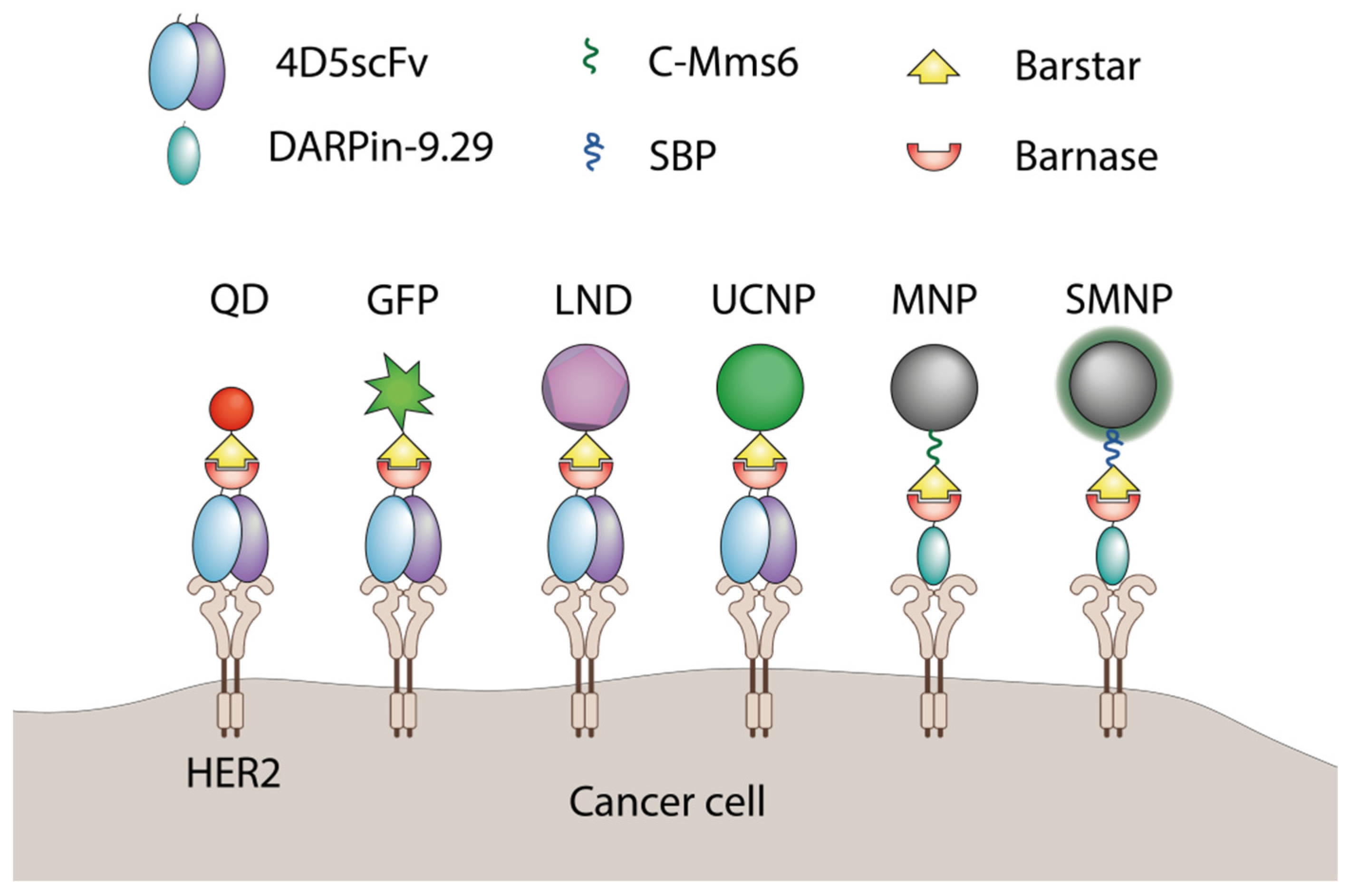 Molecules 26 06785 g006