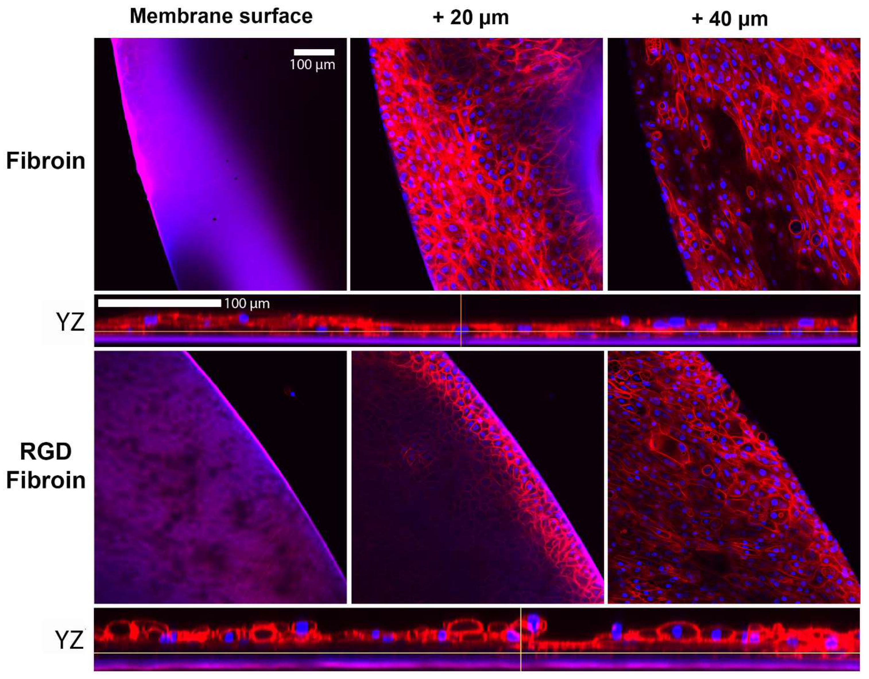 Molecules 26 06810 g004 550