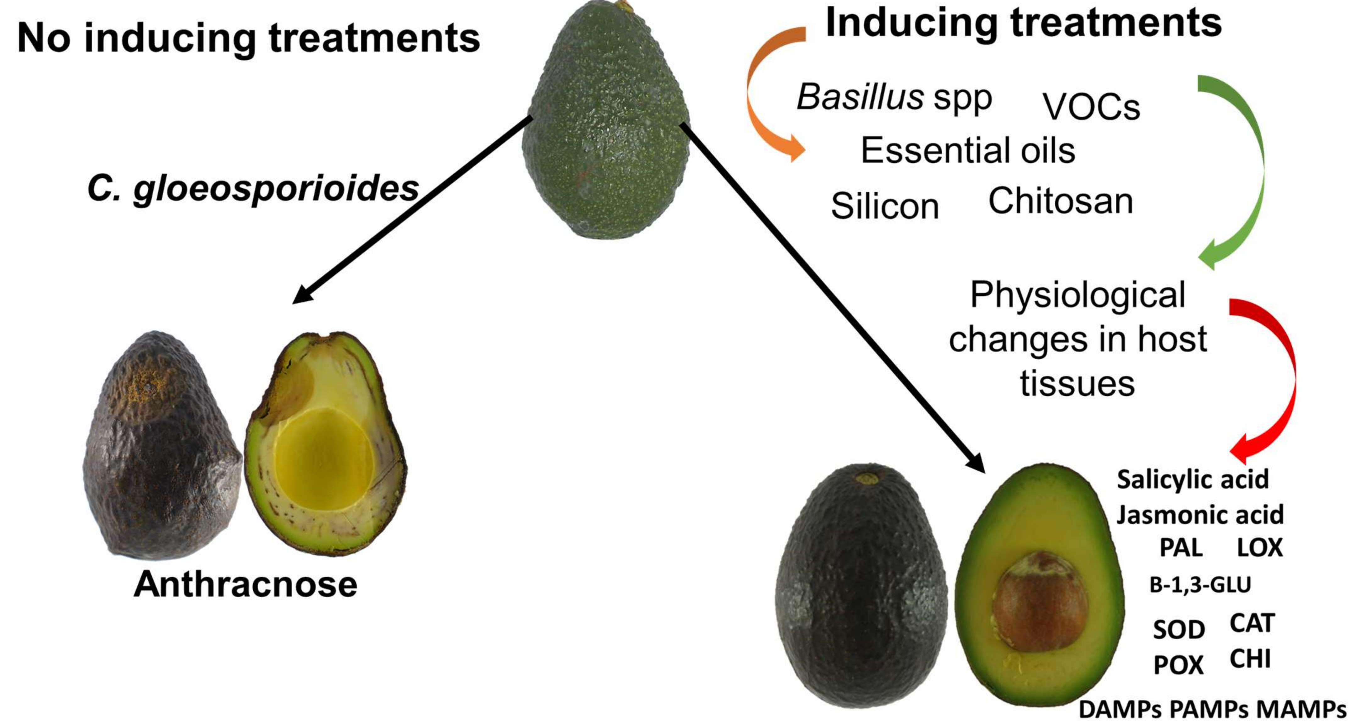 Molecules 26 06819 g001