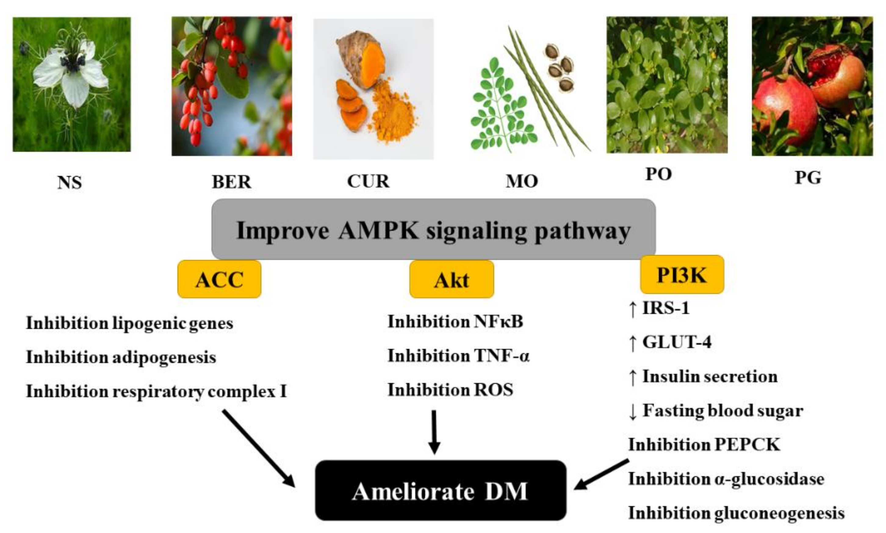 Molecules 26 06836 g004 Molecules 26 06836 g004