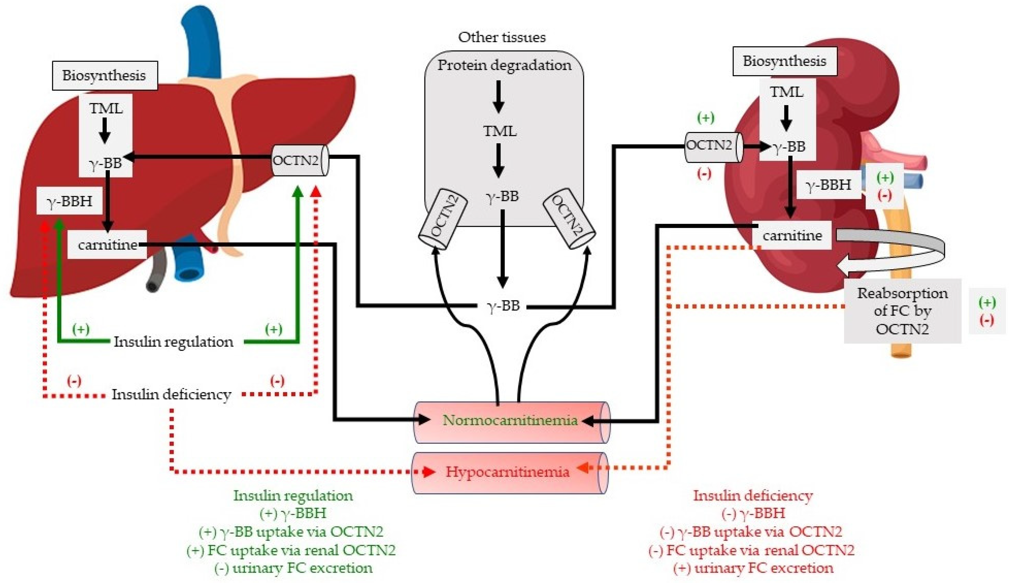 Molecules 26 06872 g004