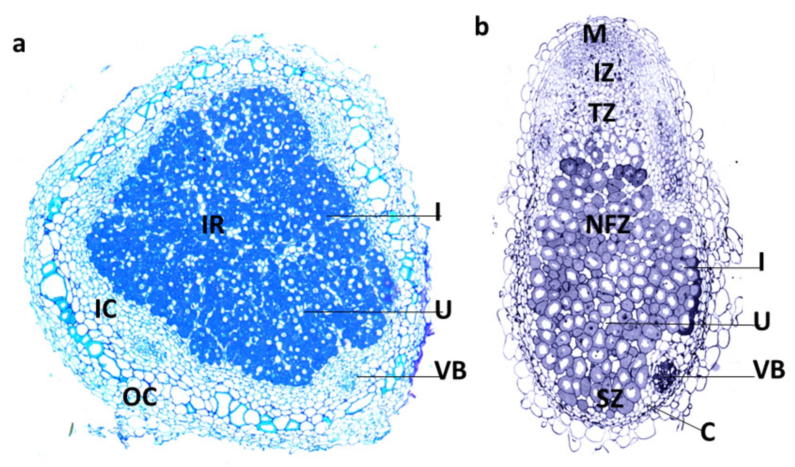 Molecules 26 06876 g001