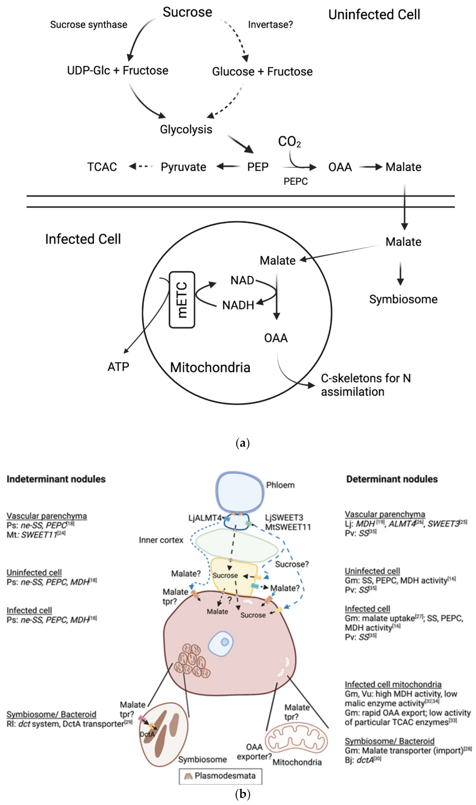 Molecules 26 06876 g002