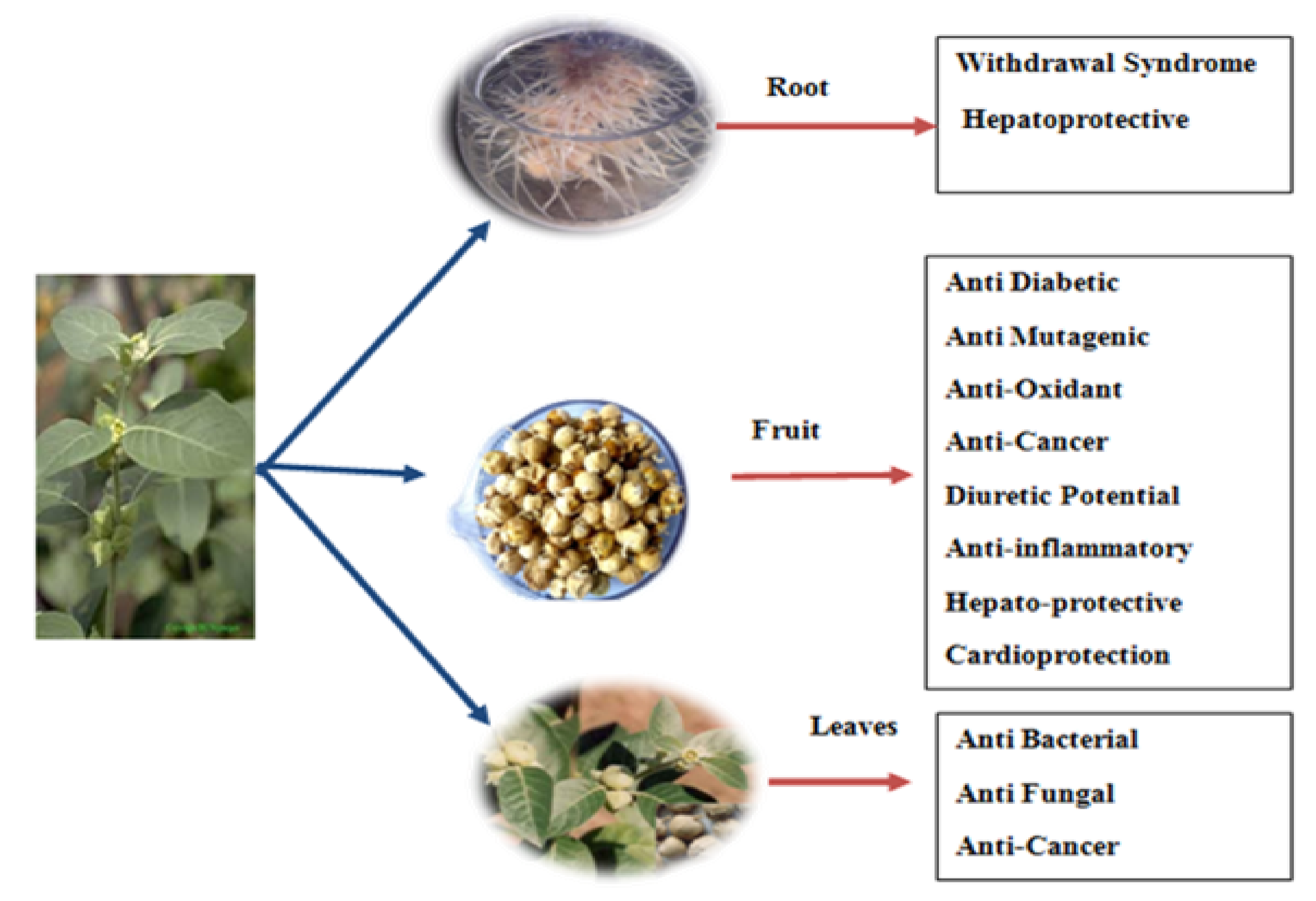 Molecules 26 06881 g003 Molecules 26 06881 g003