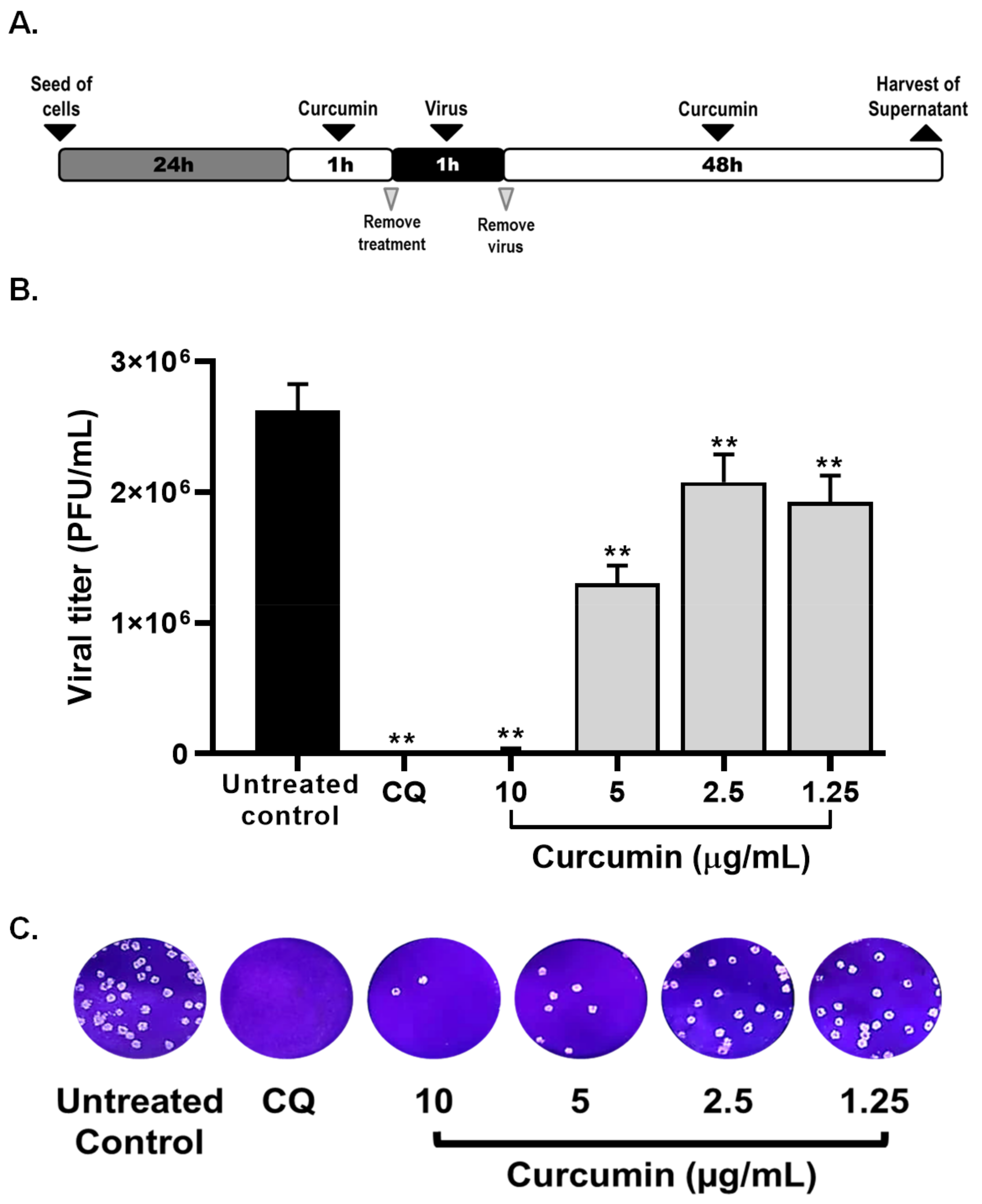 Molecules | Free Full-Text | Curcumin Inhibits In Vitro SARS-CoV-2 ...