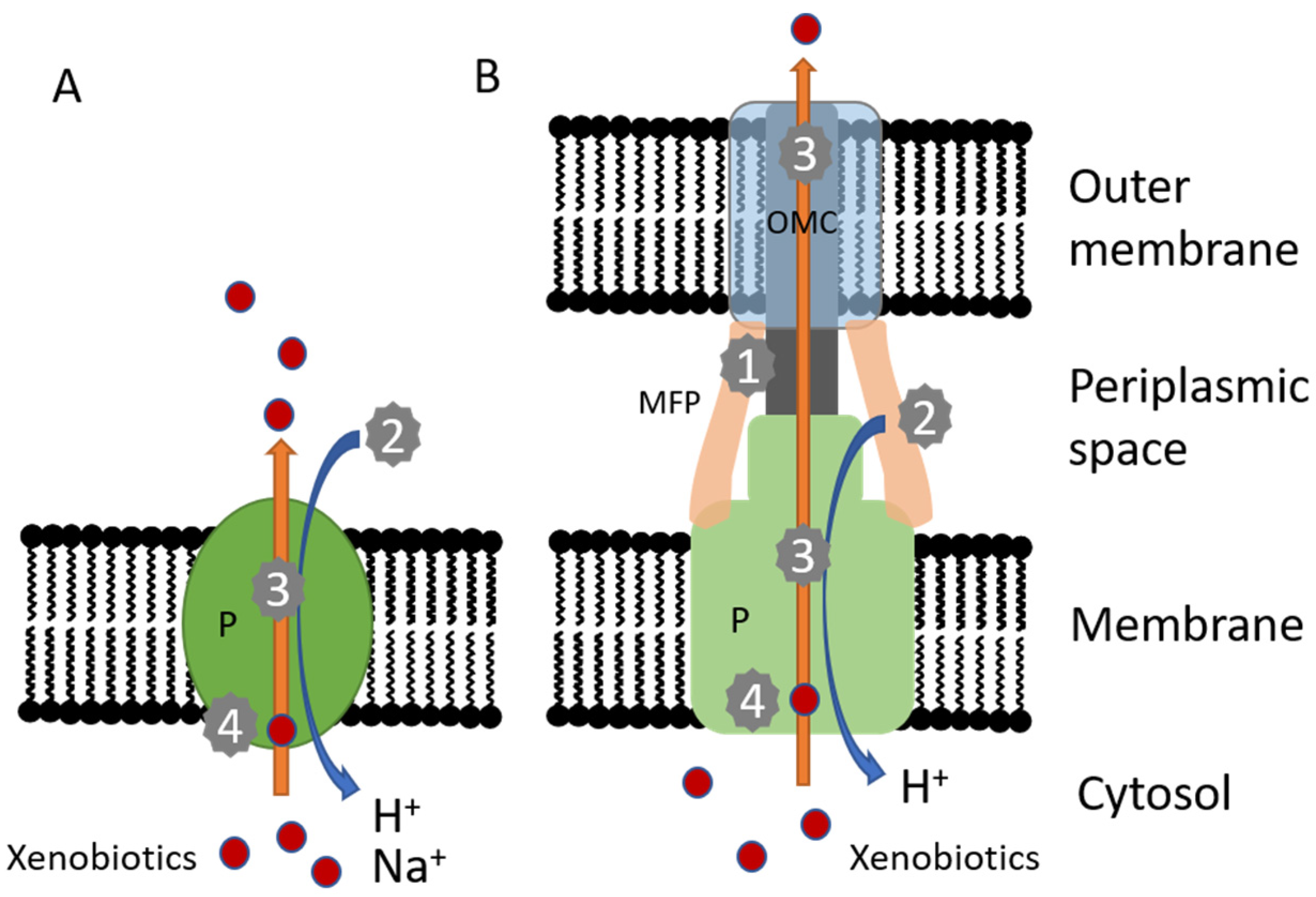 Molecules 26 06904 g001