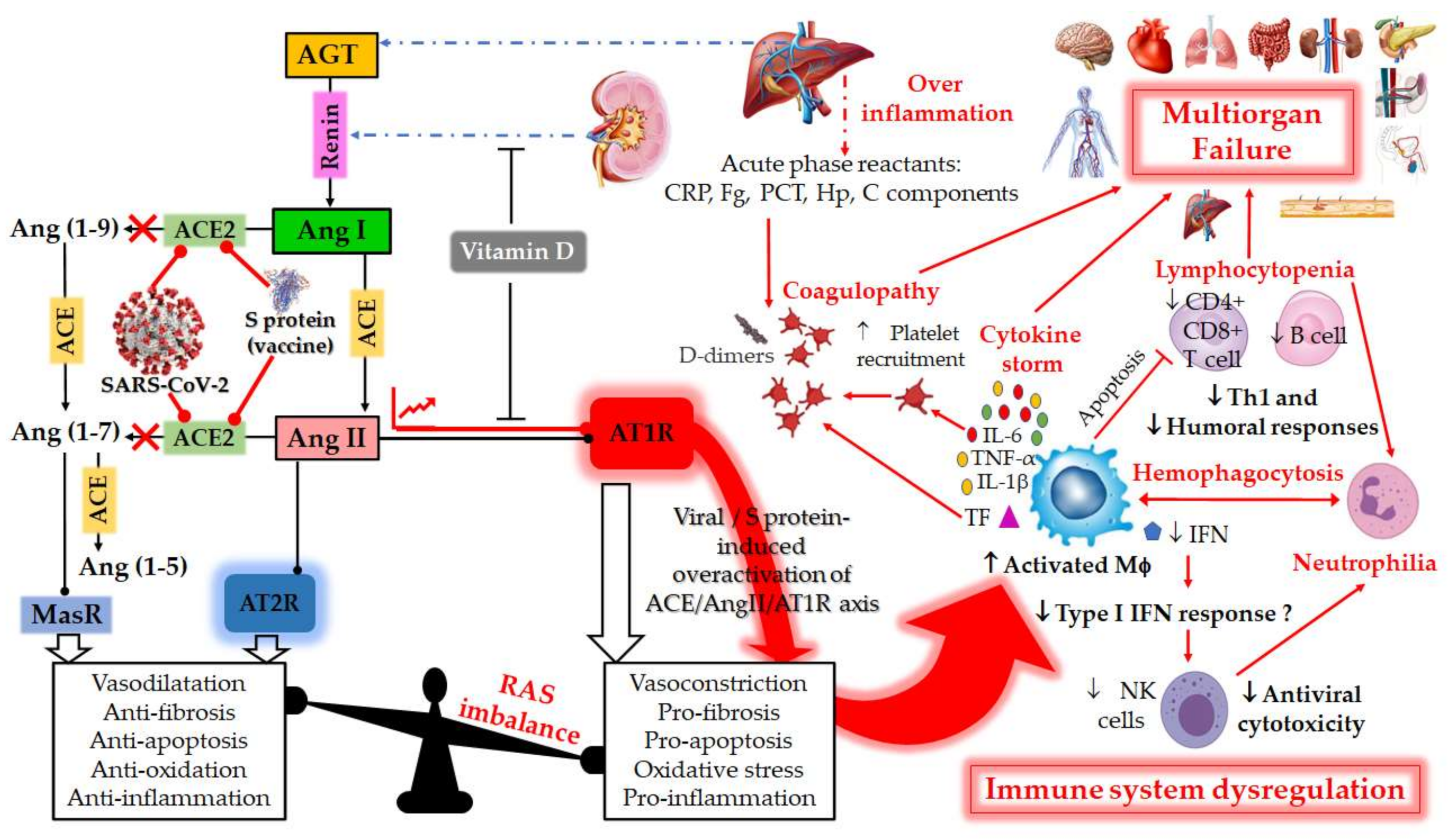 Frontiers  Effect of the renin-angiotensin system on the exacerbation of  adrenal glucocorticoid steroidogenesis in diabetic mice: Role of  angiotensin-II type 2 receptor