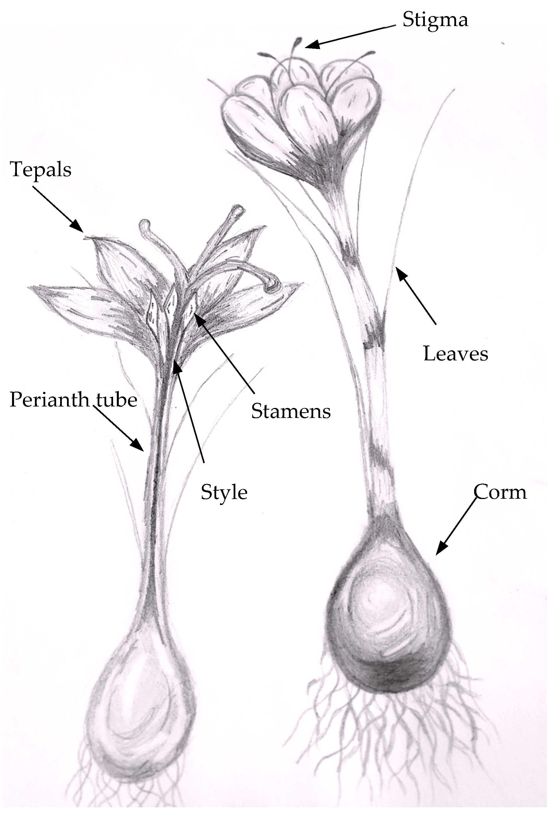 Molecules 26 06954 g001