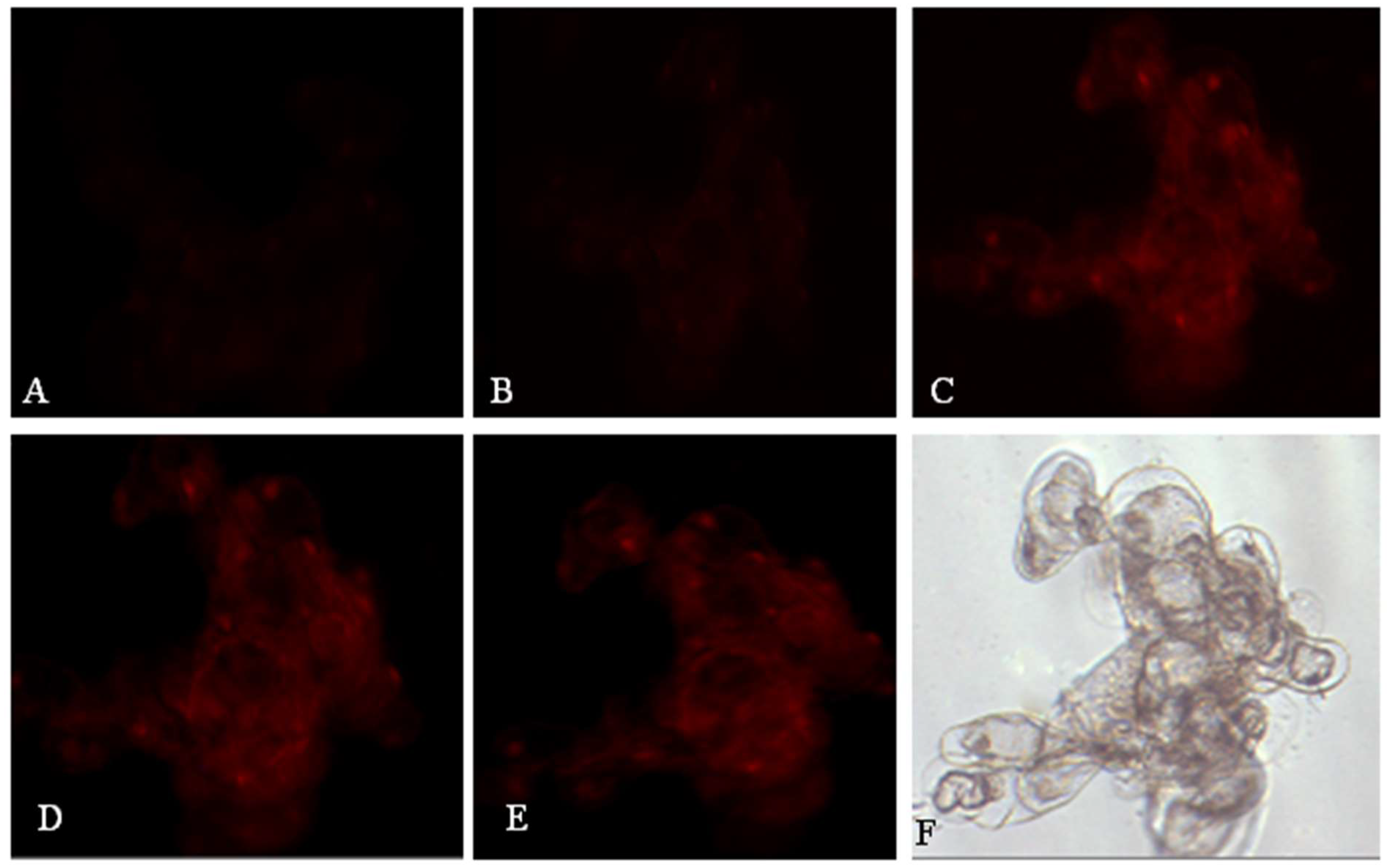 Molecules 26 06957 g003