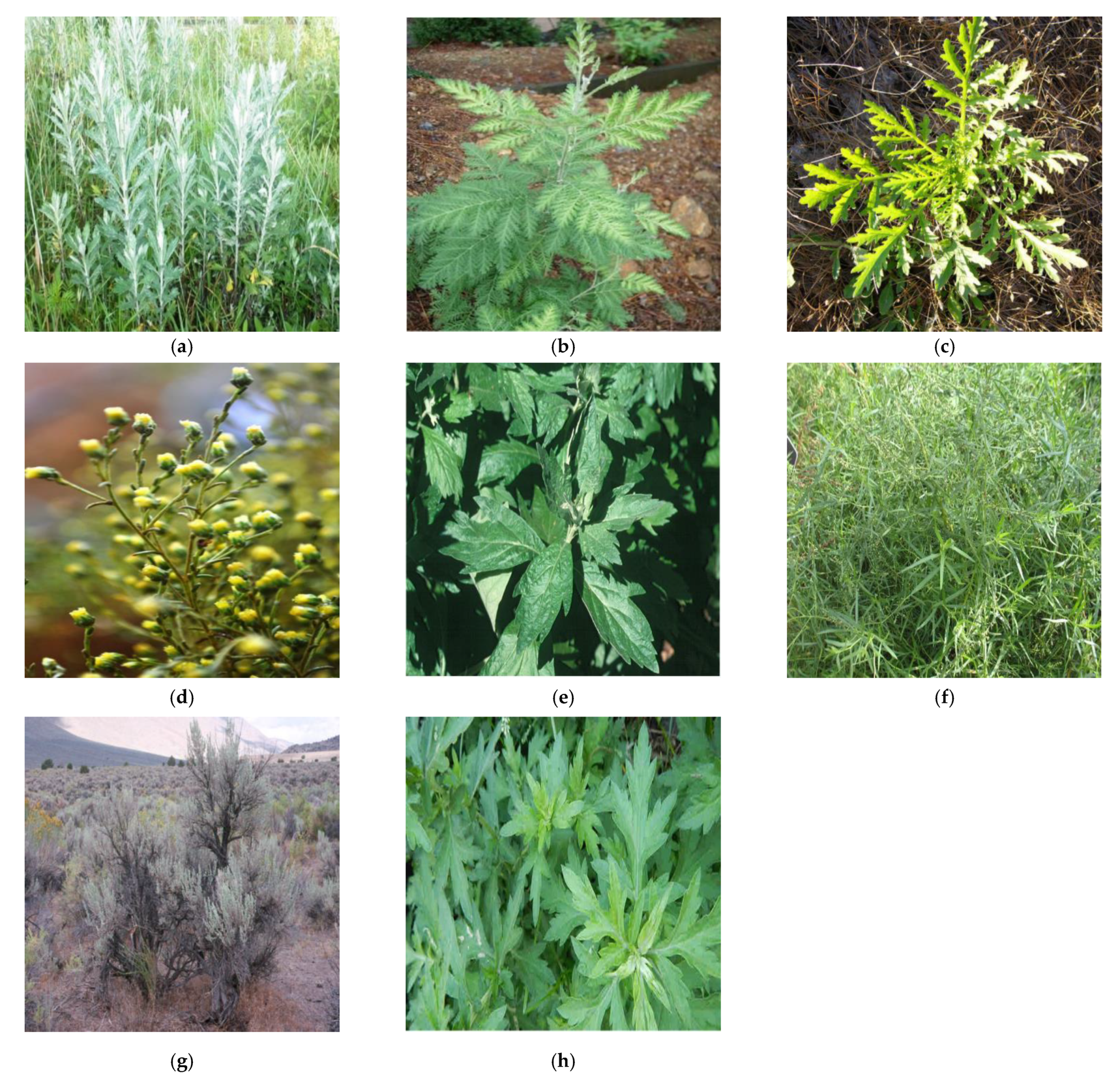 Molecules 26 06995 g001