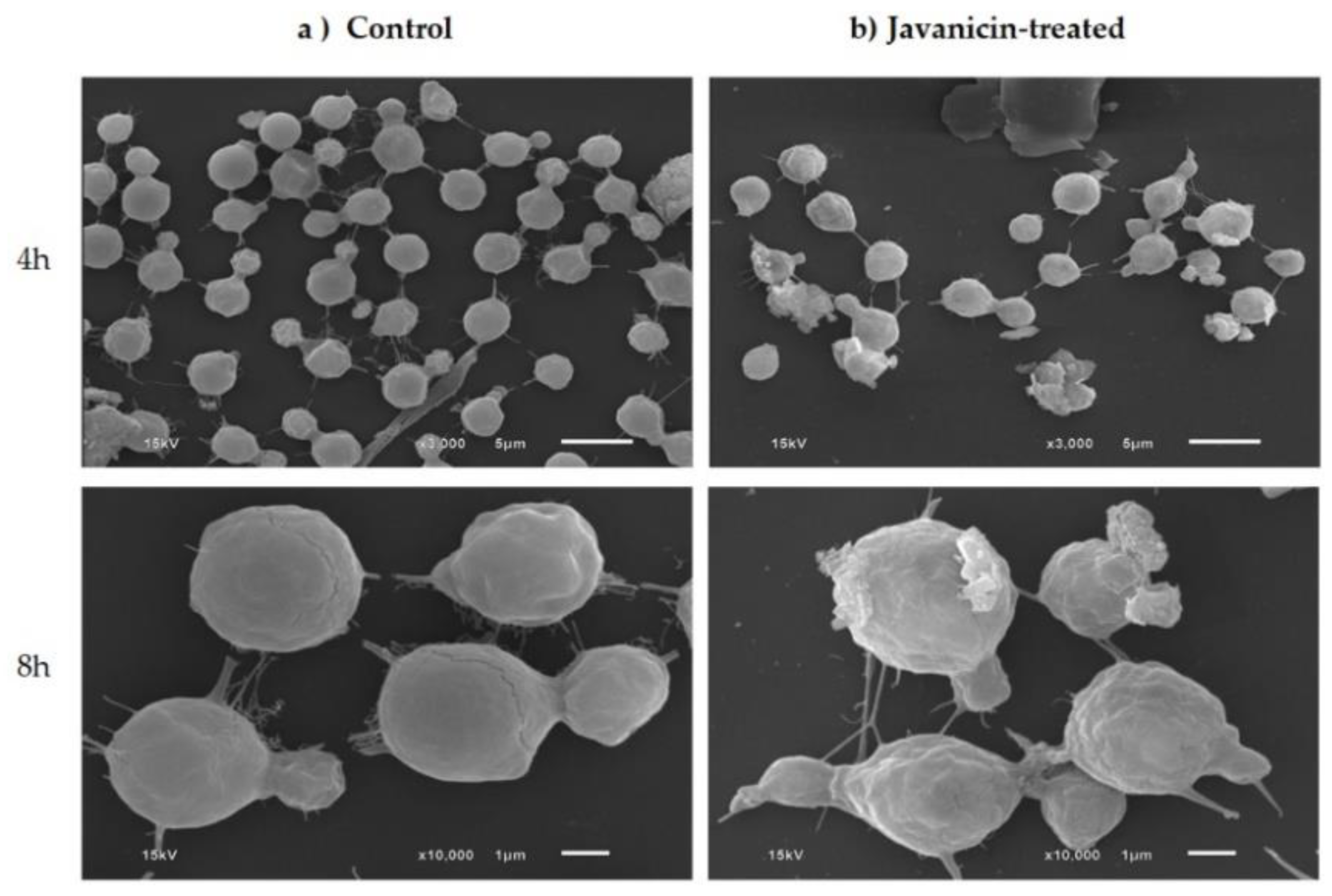 Molecules 26 07011 g002