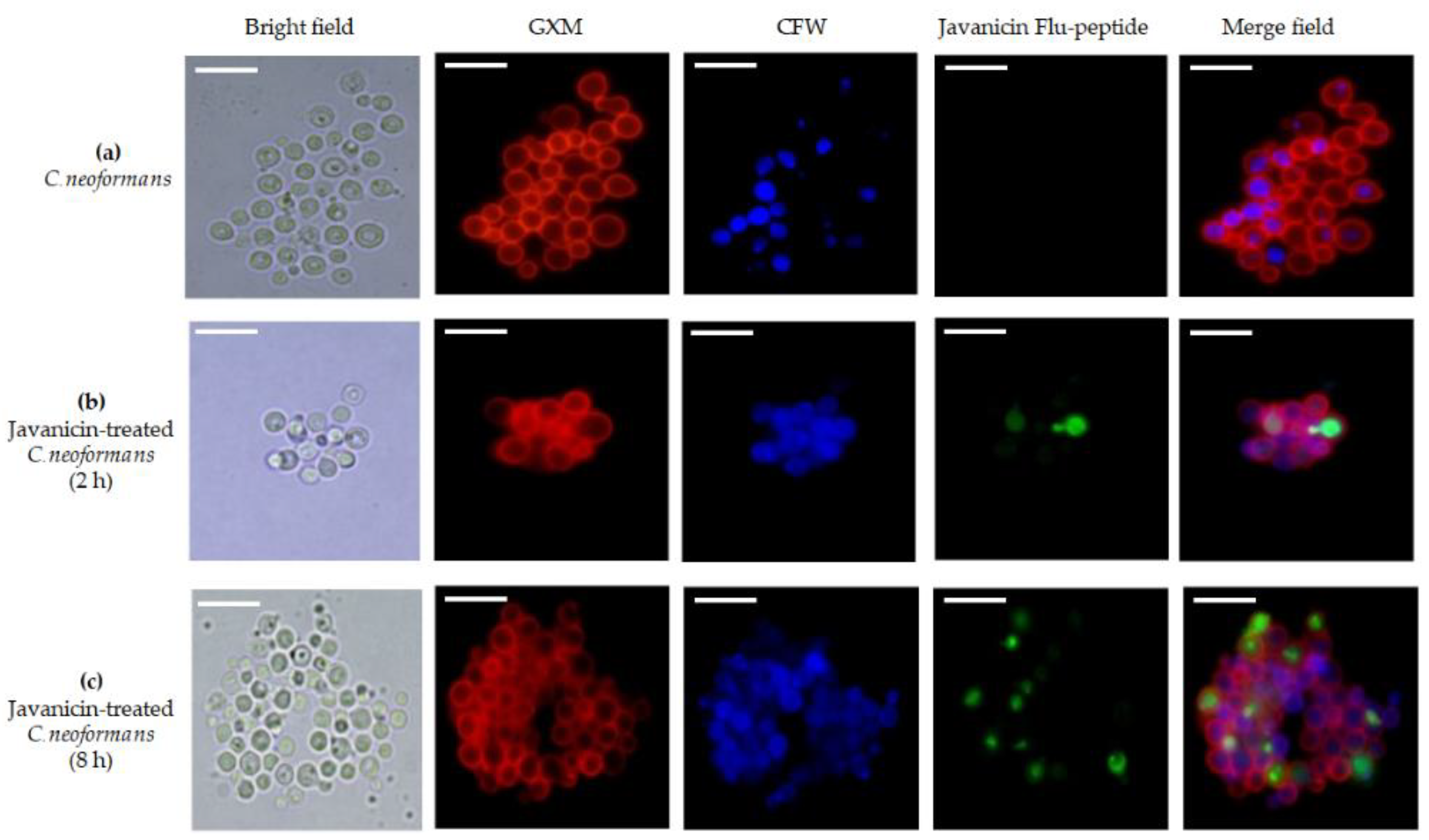 Molecules 26 07011 g003