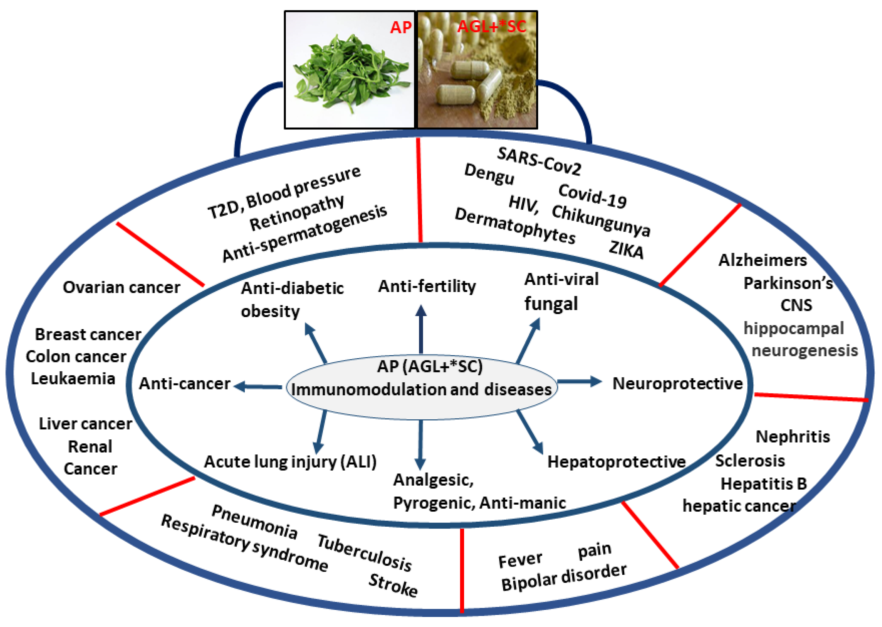 Andrographolide: A Herbal-Chemosynthetic Approach for Enhancing ... Andrographolide: A Herbal-Chemosynthetic Approach for Enhancing ...