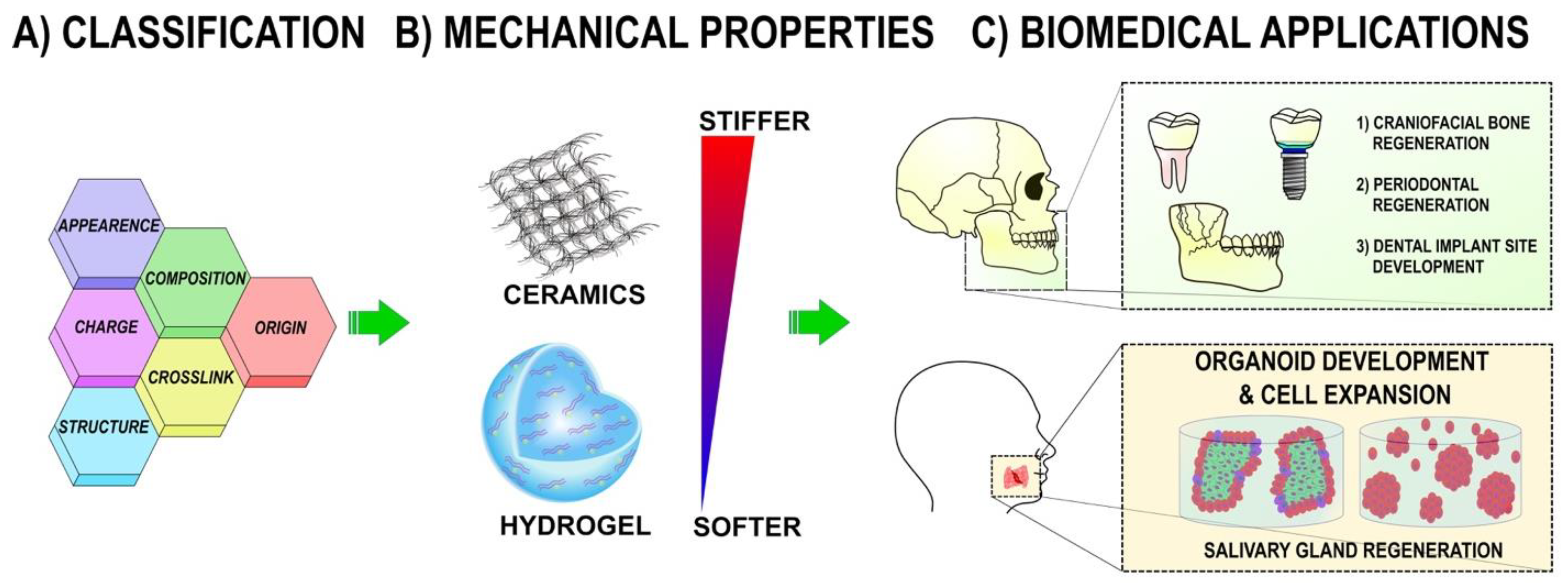 PDF) Bioprinting Applications in Craniofacial Regeneration