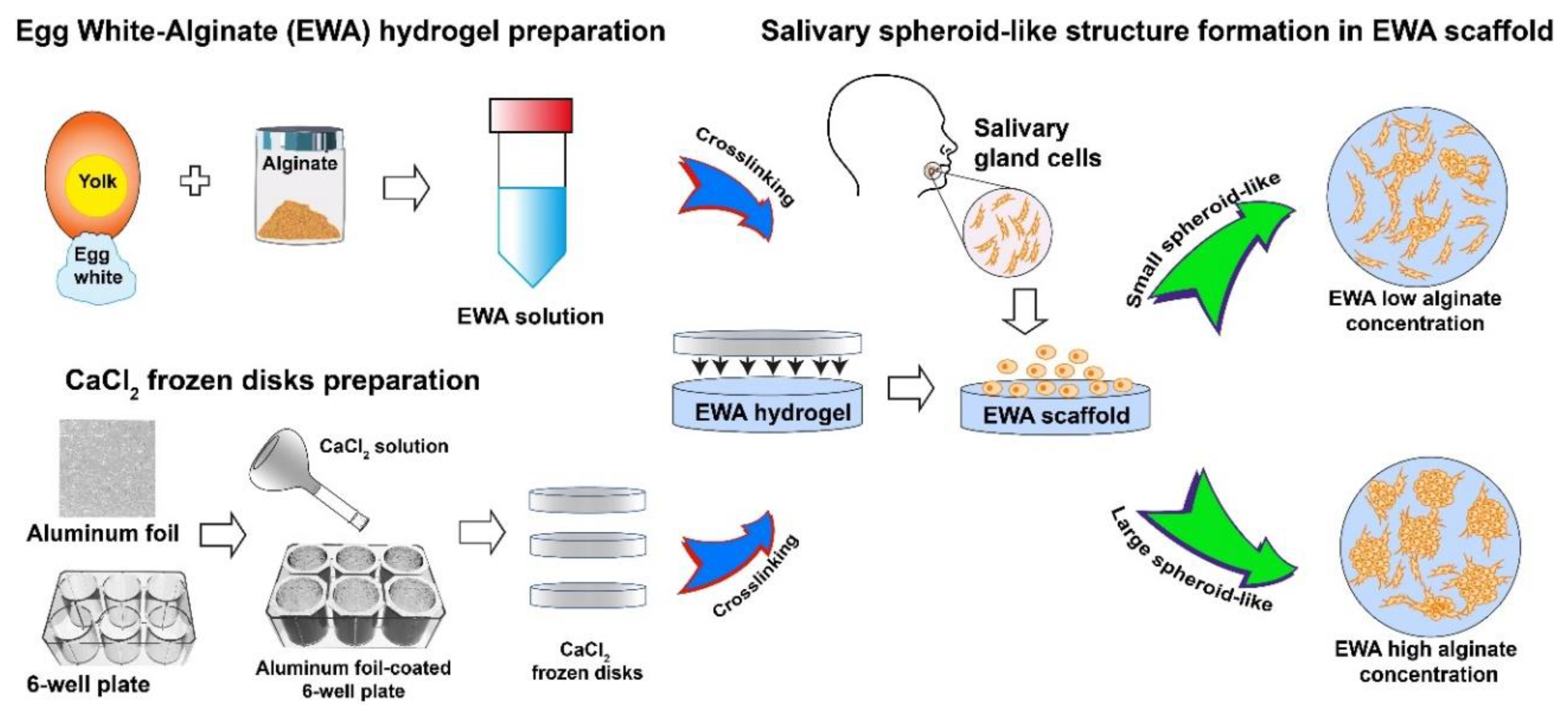 Molecules 26 07043 g007