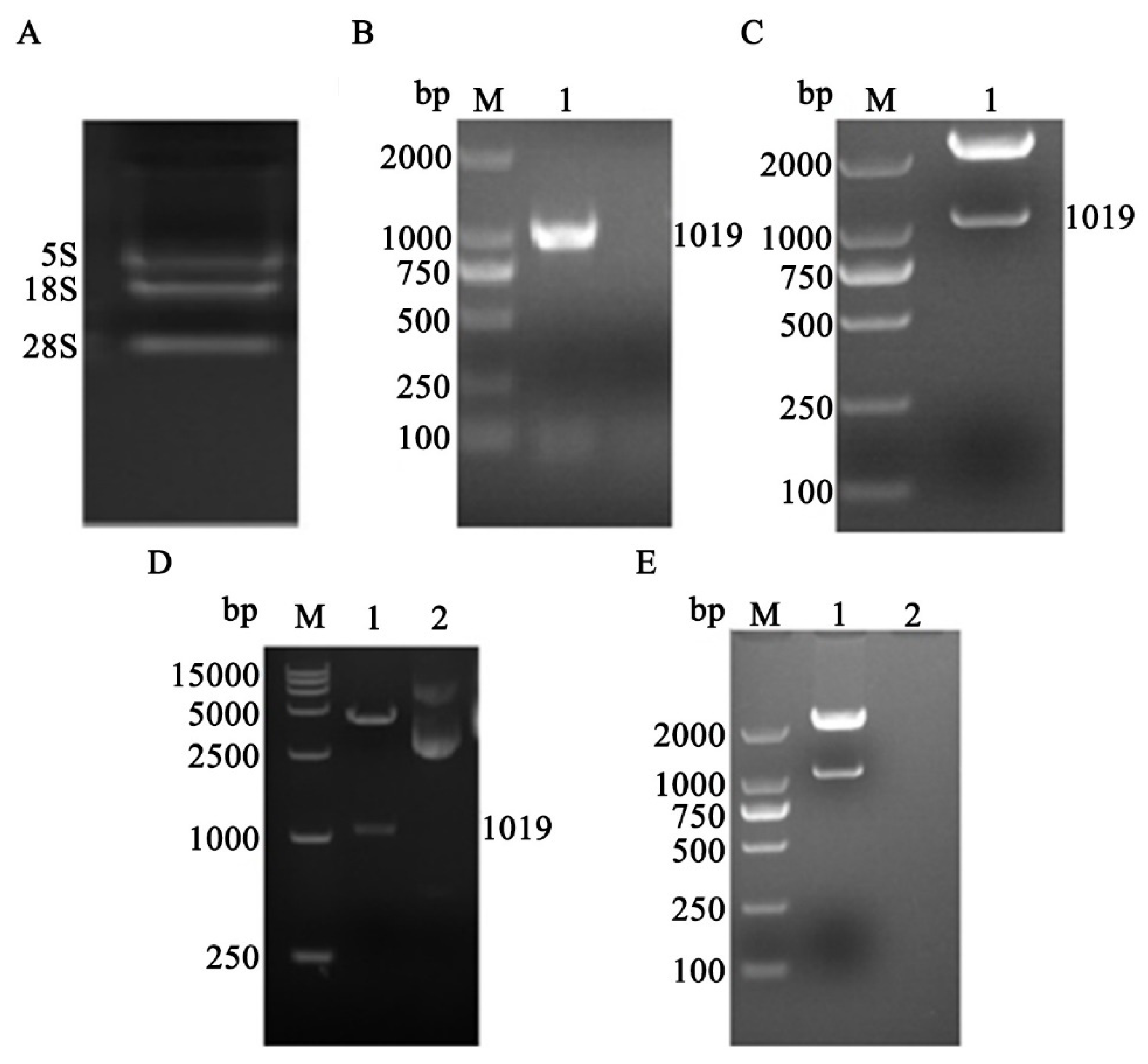 Molecules 26 07066 g001 550