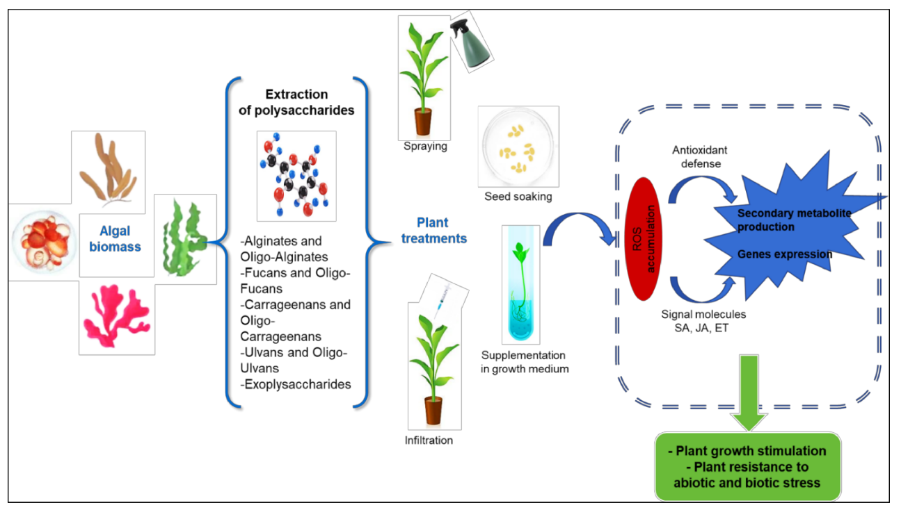 Molecules 26 07068 g001