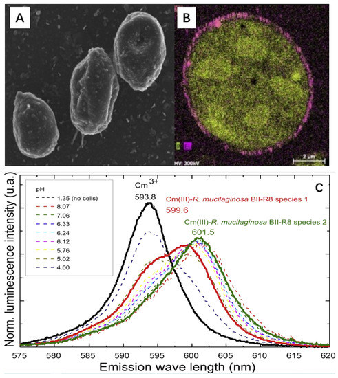 Effects of Anthracnose on the Structure and Diversity of