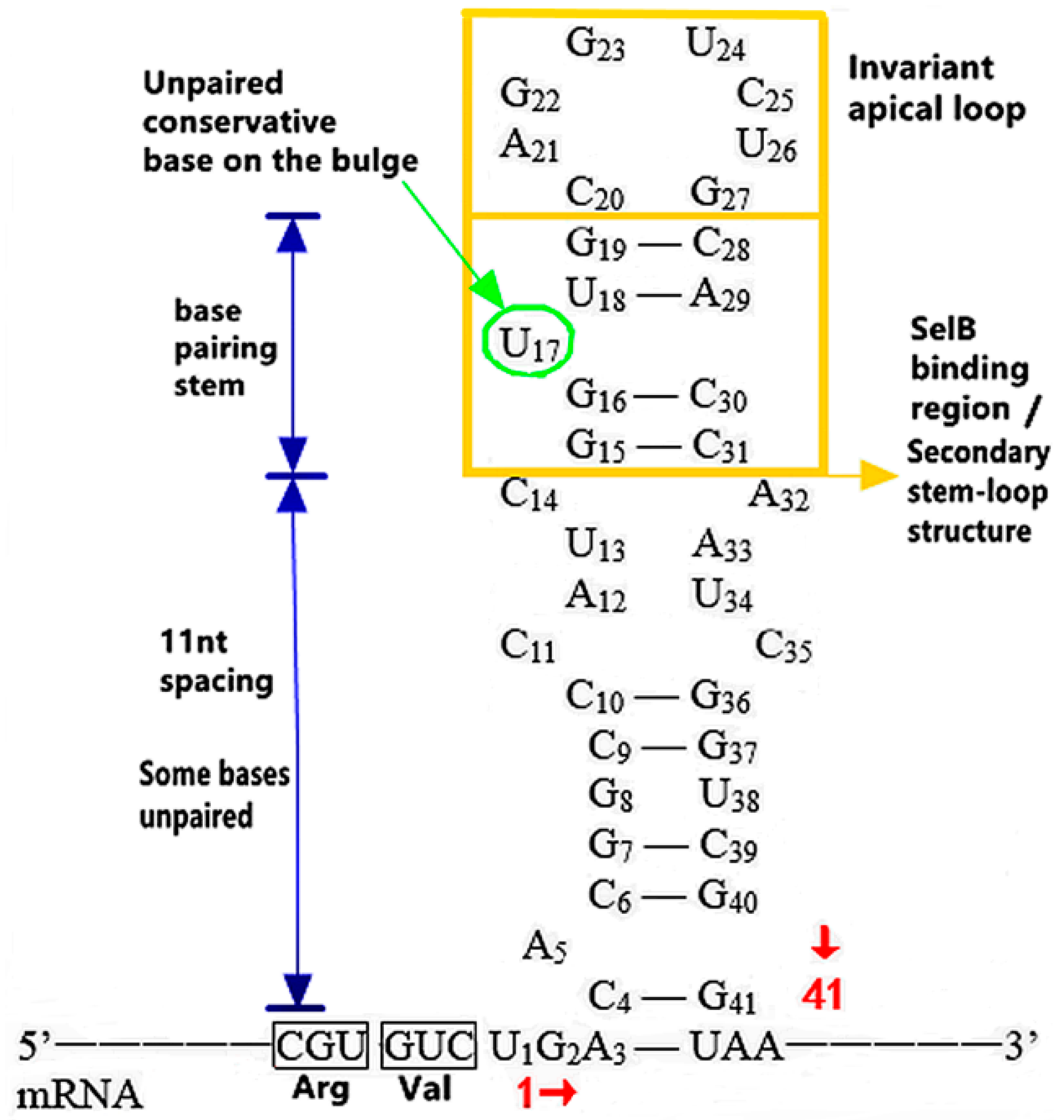Molecules 26 07120 g003