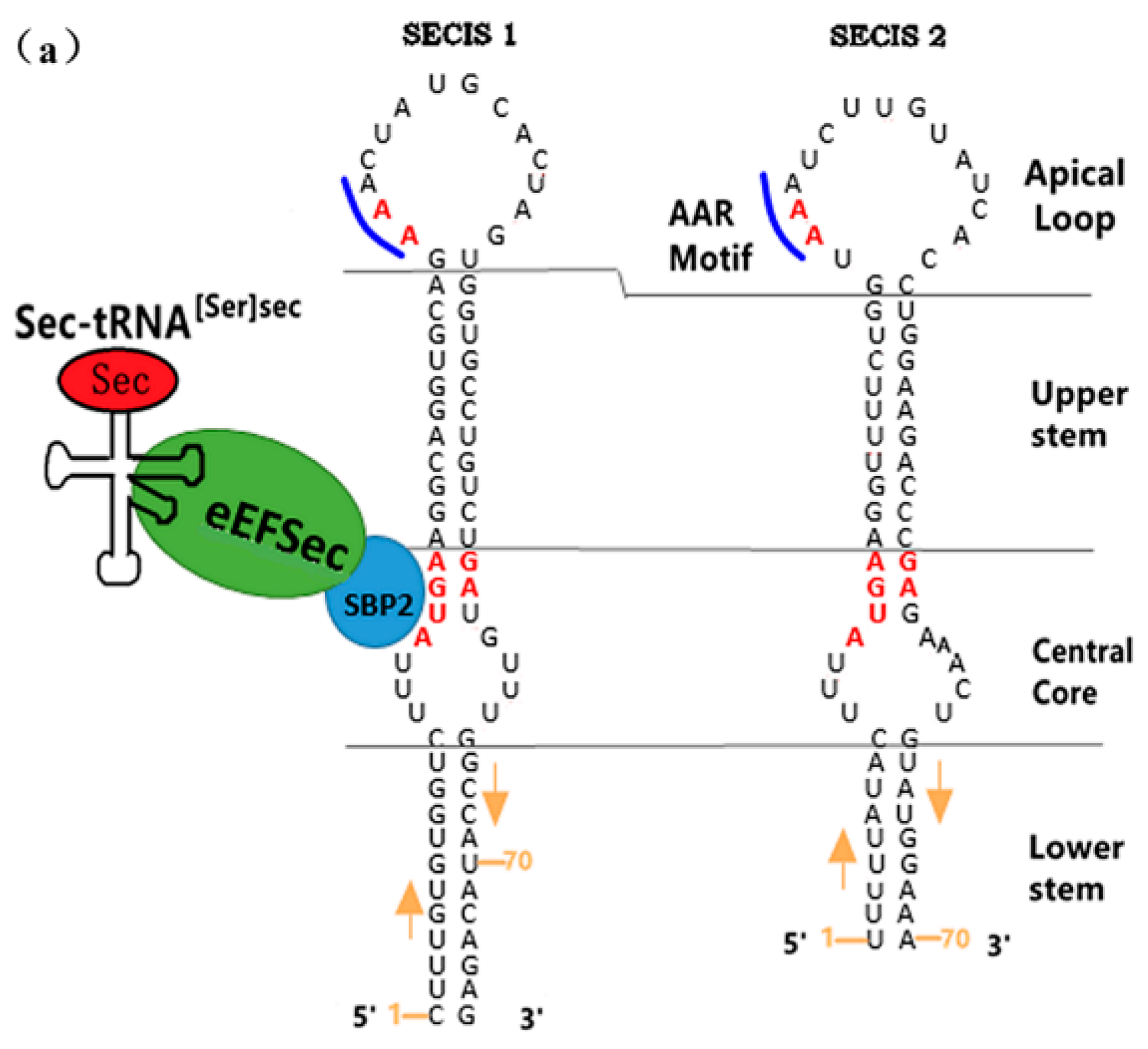 Molecules 26 07120 g004a