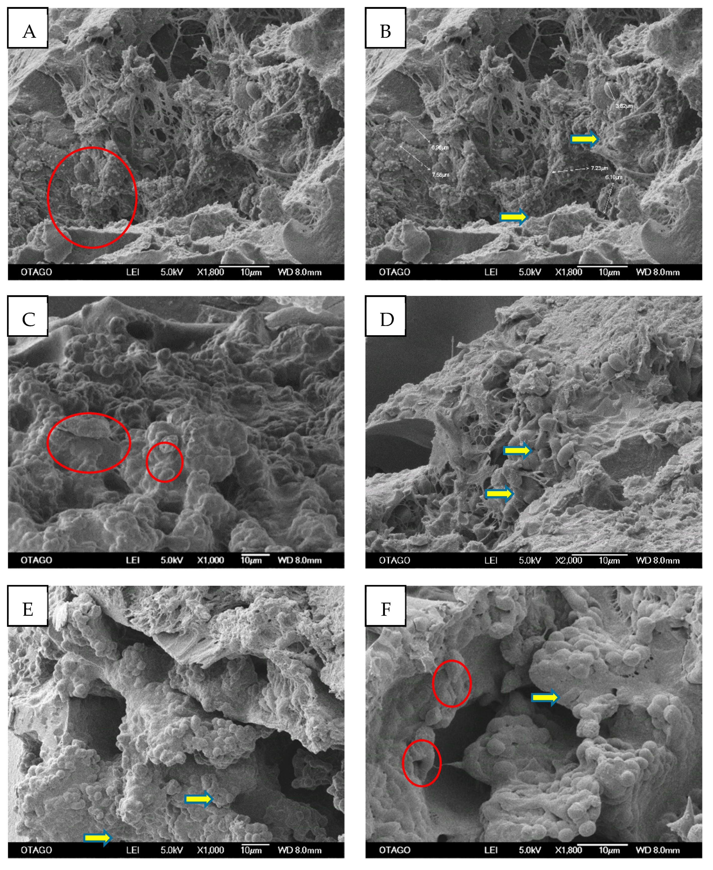 Molecules 26 07131 g006