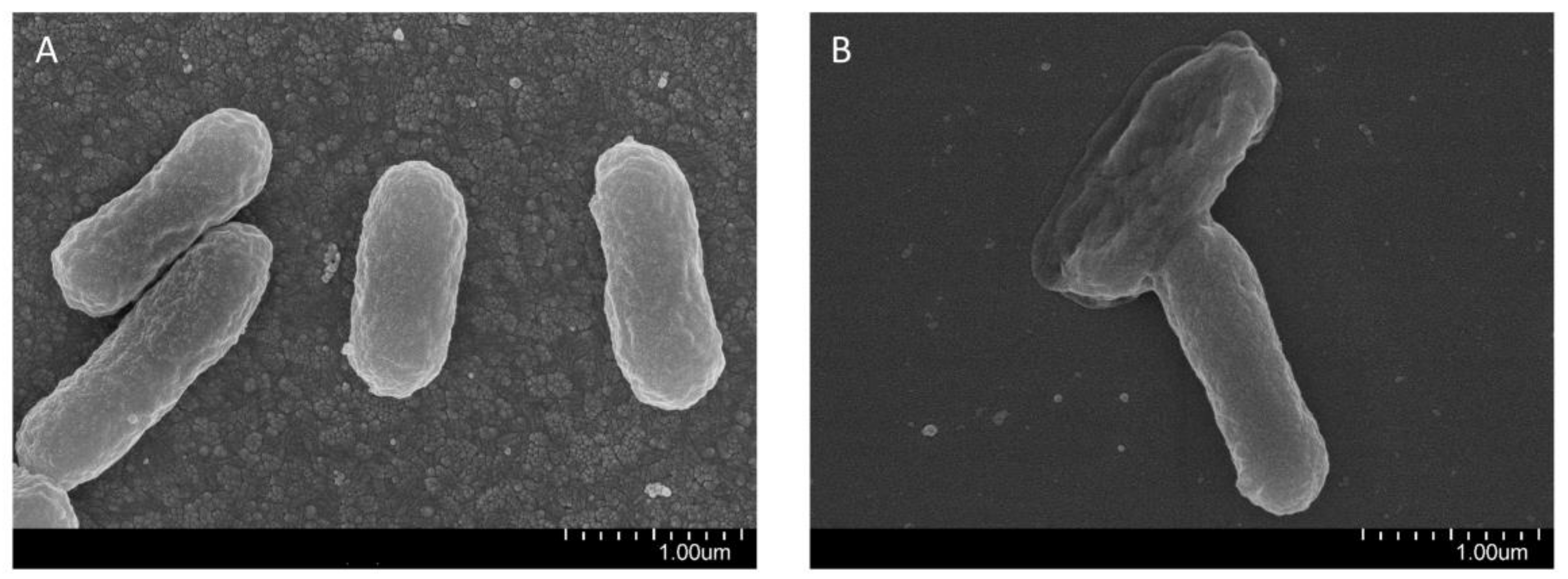 Molecules 26 07142 g005 Molecules 26 07142 g005