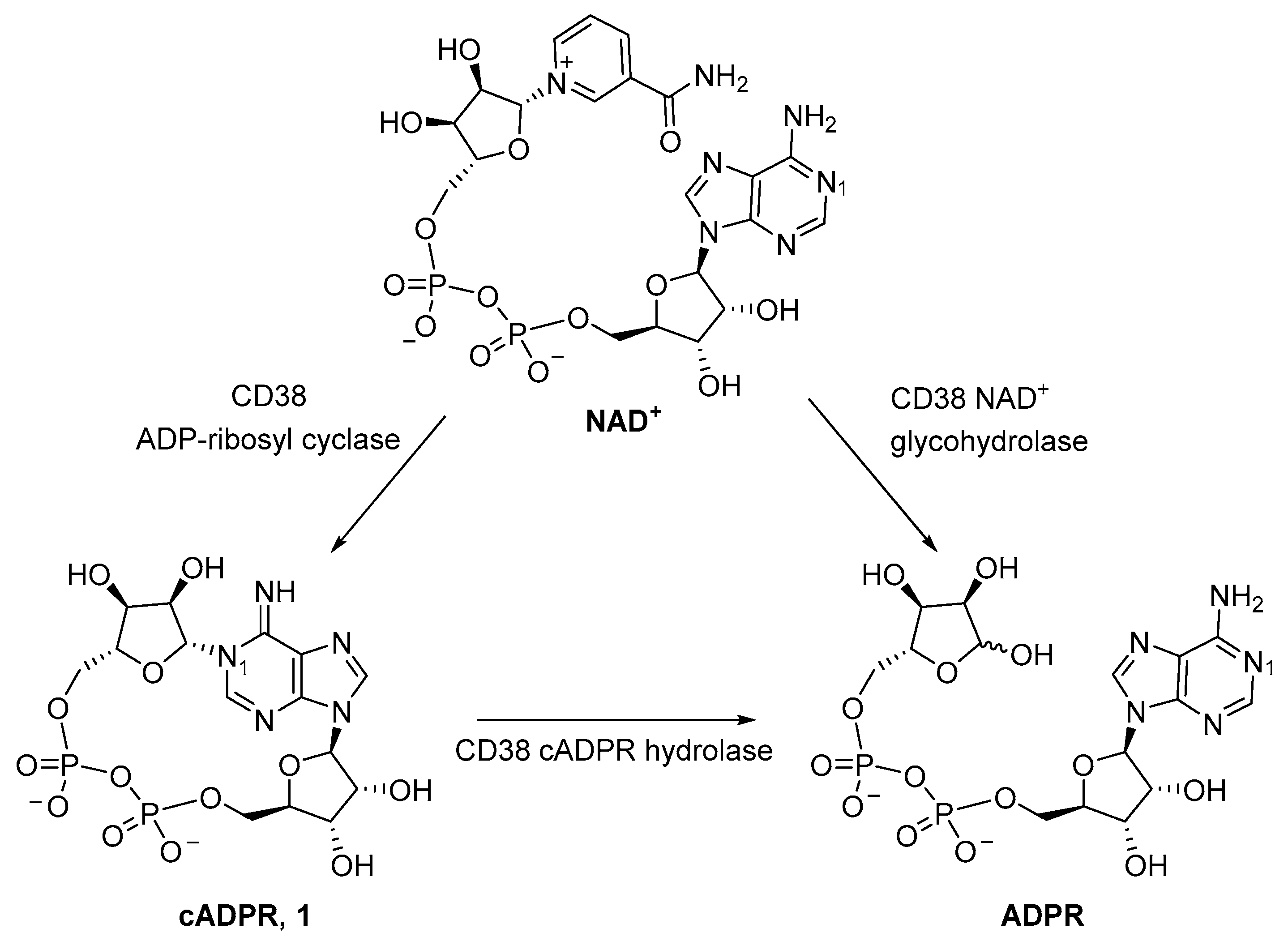 Molecules 26 07165 g001 550