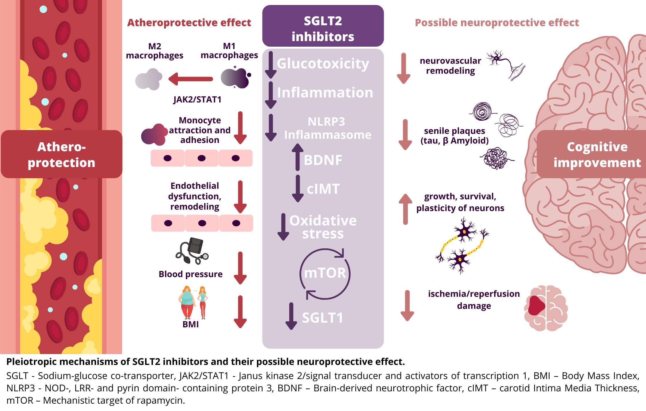molecules free full text neuroprotective effect of sglt2 inhibitors html