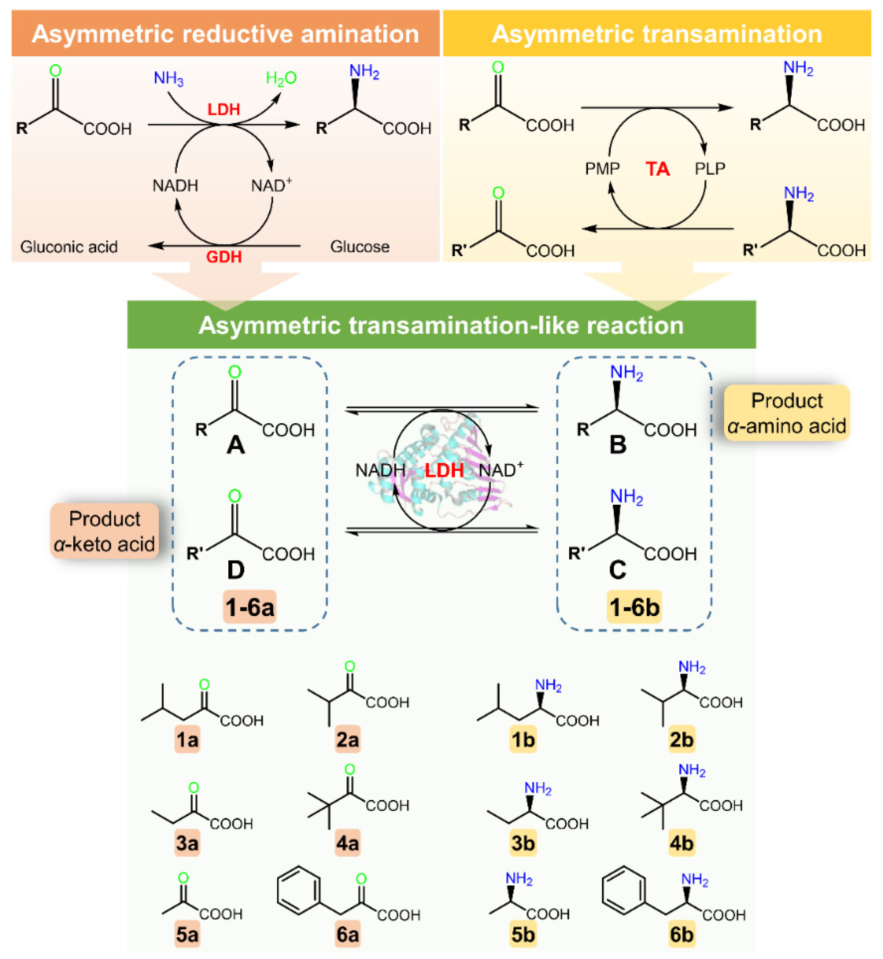 Molecules | Free Full-Text | Transamination-Like Reaction Catalyzed by  Leucine Dehydrogenase for Efficient Co-Synthesis of &alpha;-Amino Acids and  &alpha;-Keto Acids