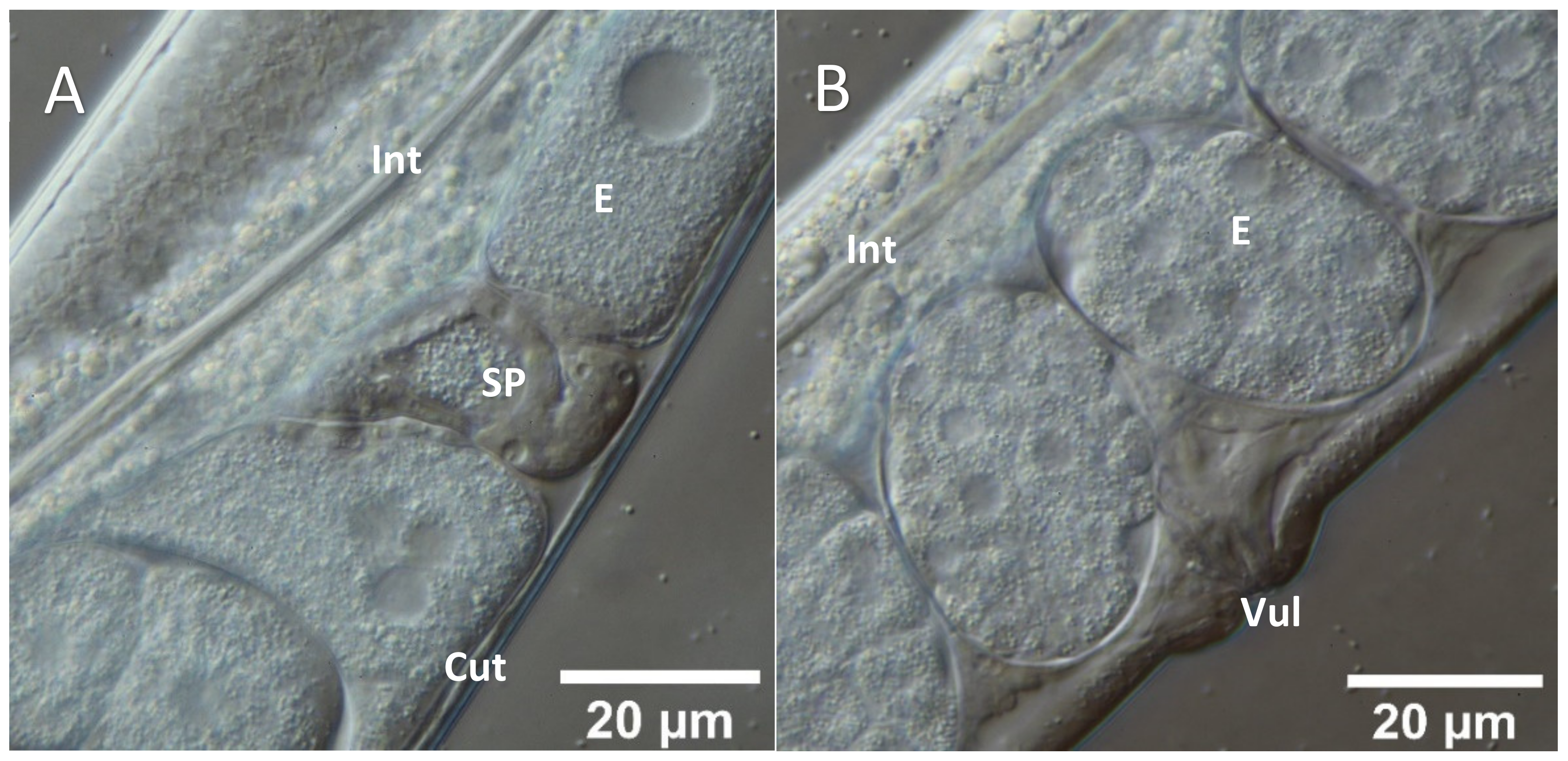 Molecules 26 07354 g002a
