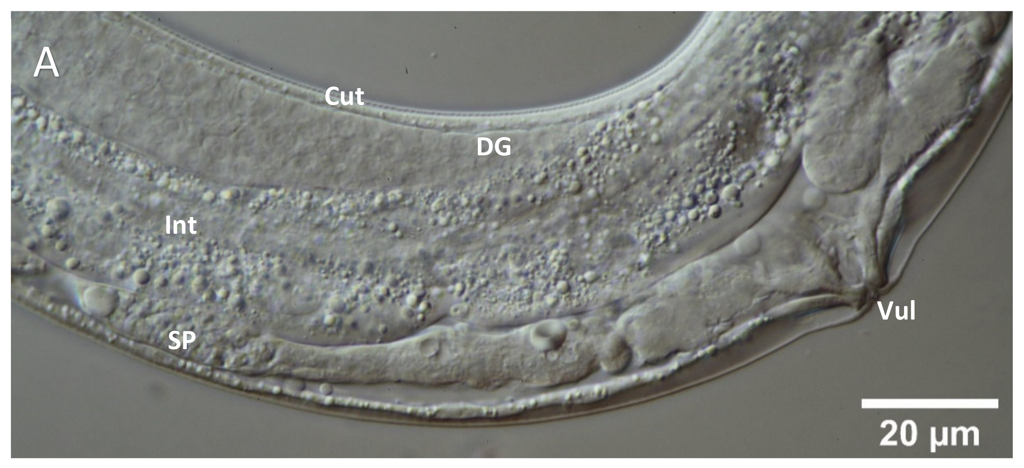 Molecules 26 07354 g003a