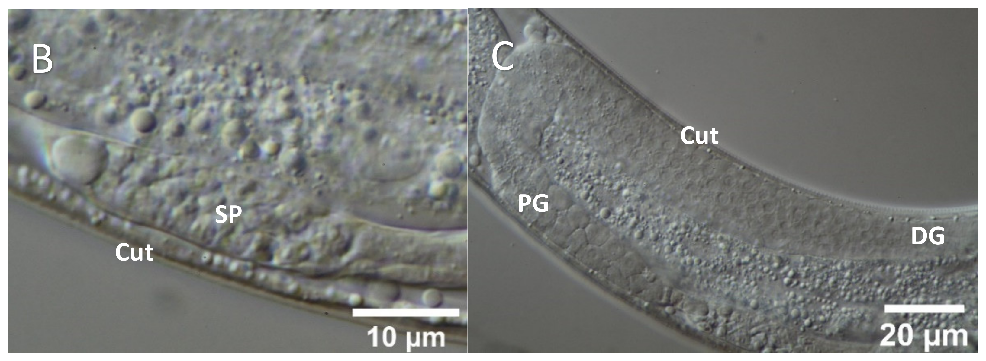 Molecules 26 07354 g003b
