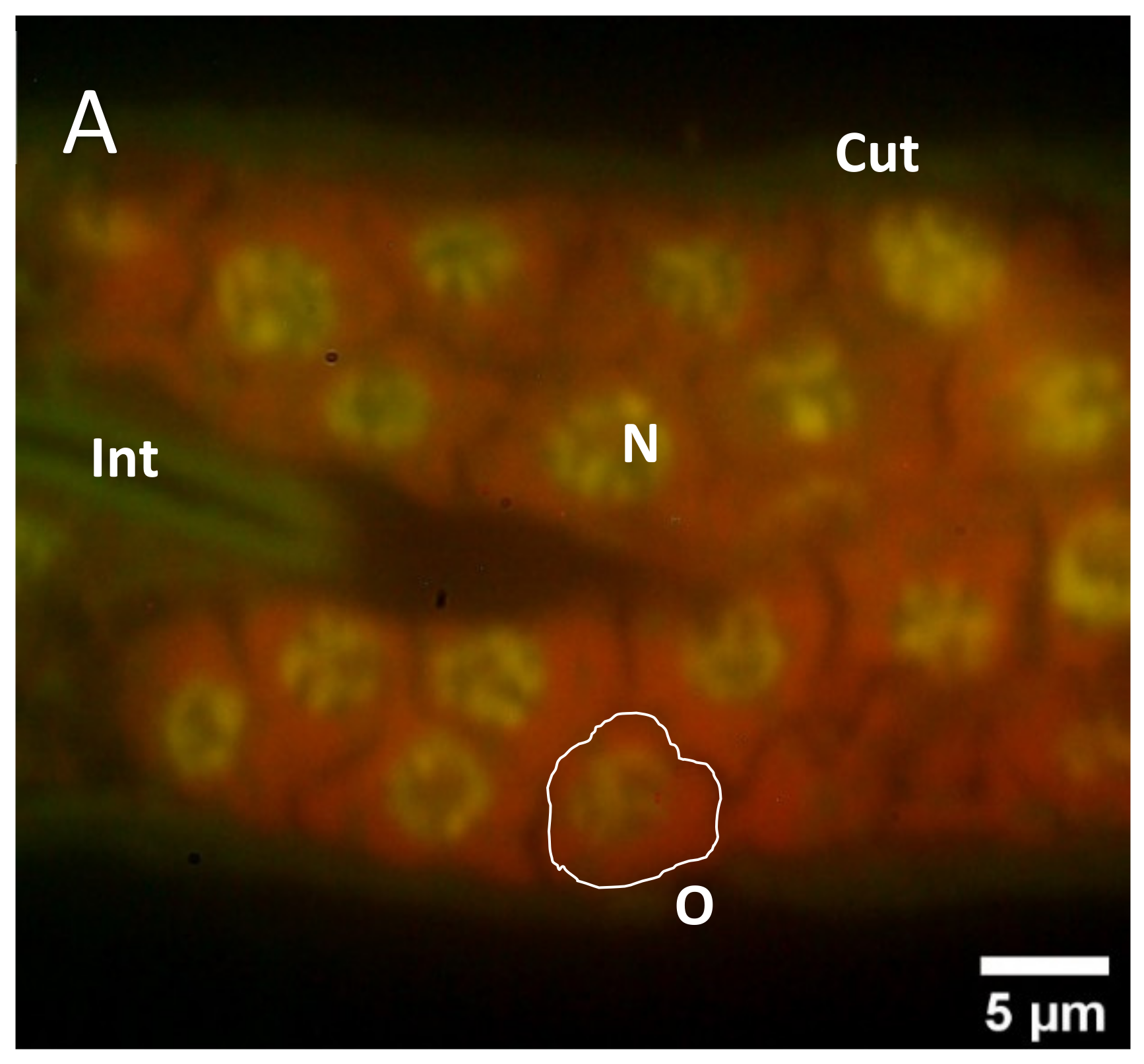 Molecules 26 07354 g004a