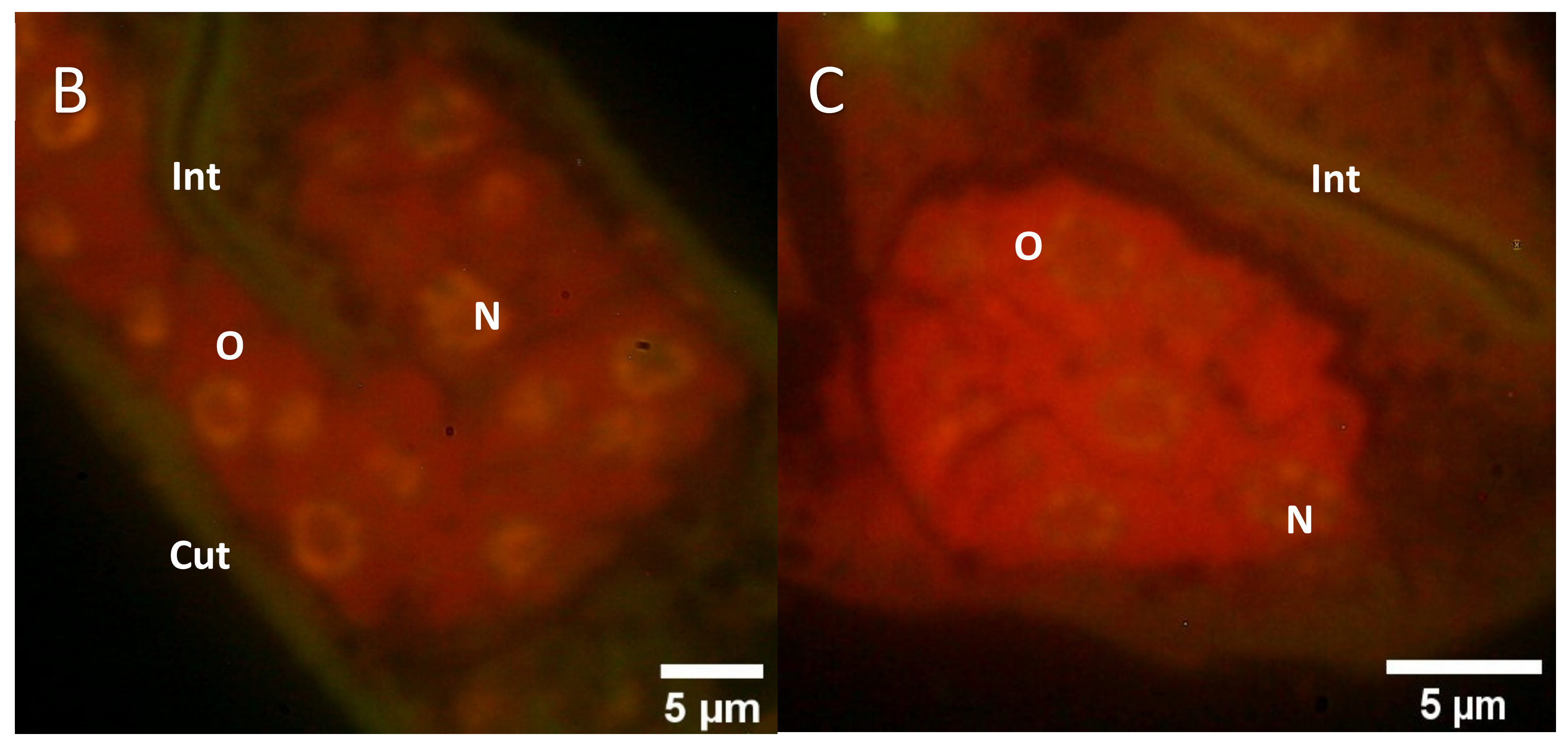 Molecules 26 07354 g004b