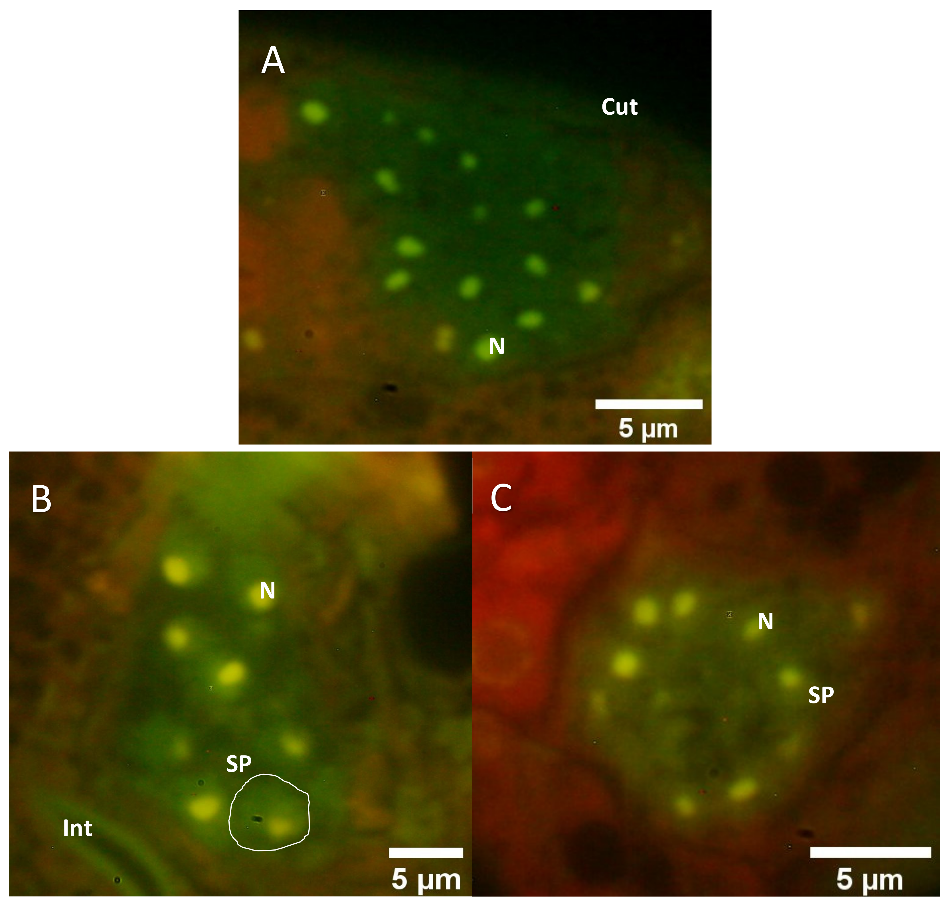 Molecules 26 07354 g005
