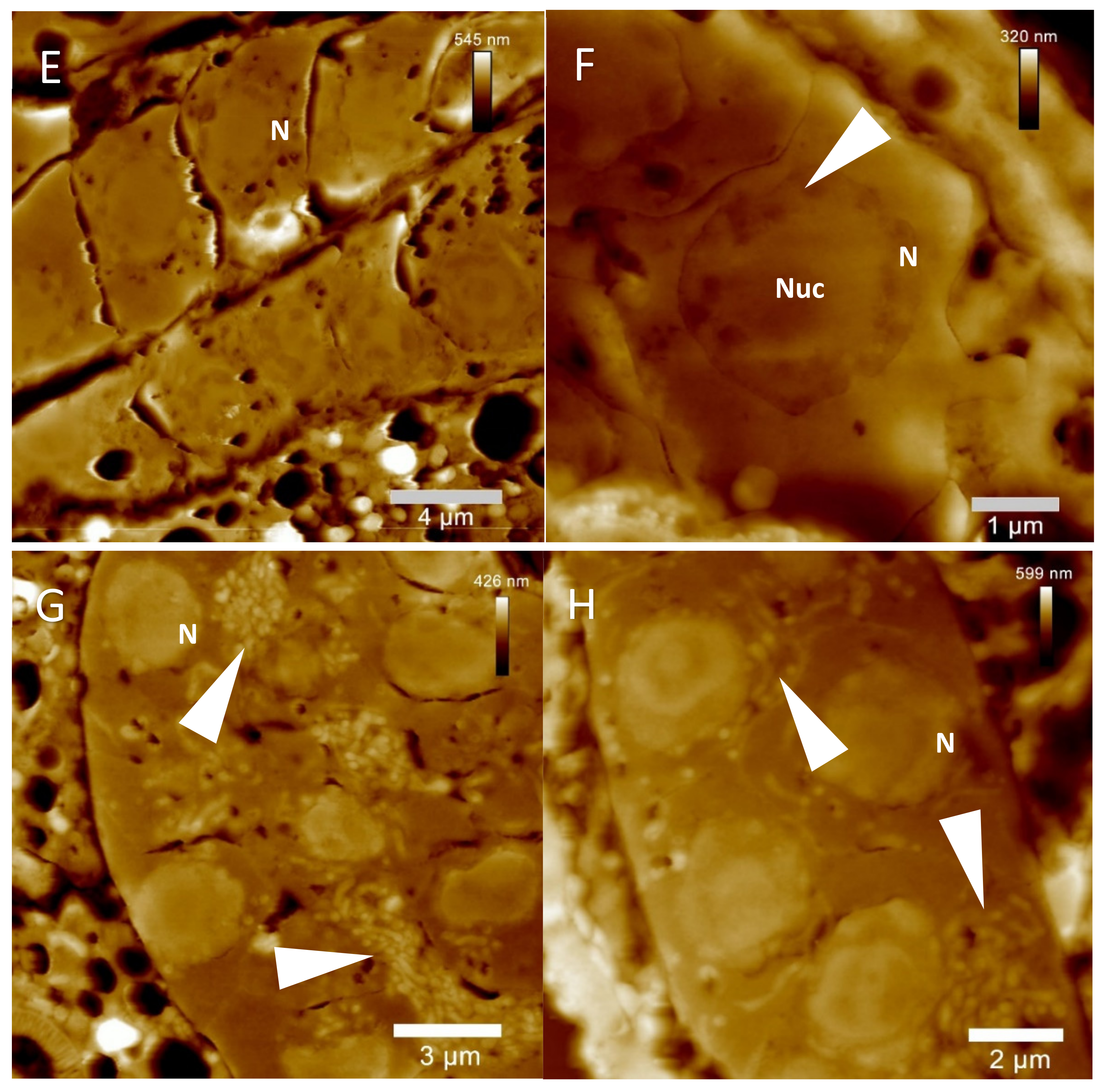 Molecules 26 07354 g006b