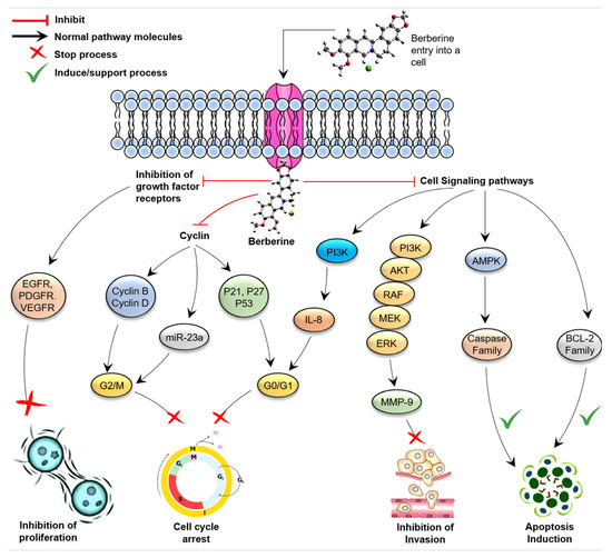 Berberine as a Potential Anticancer Agent: A Comprehensive