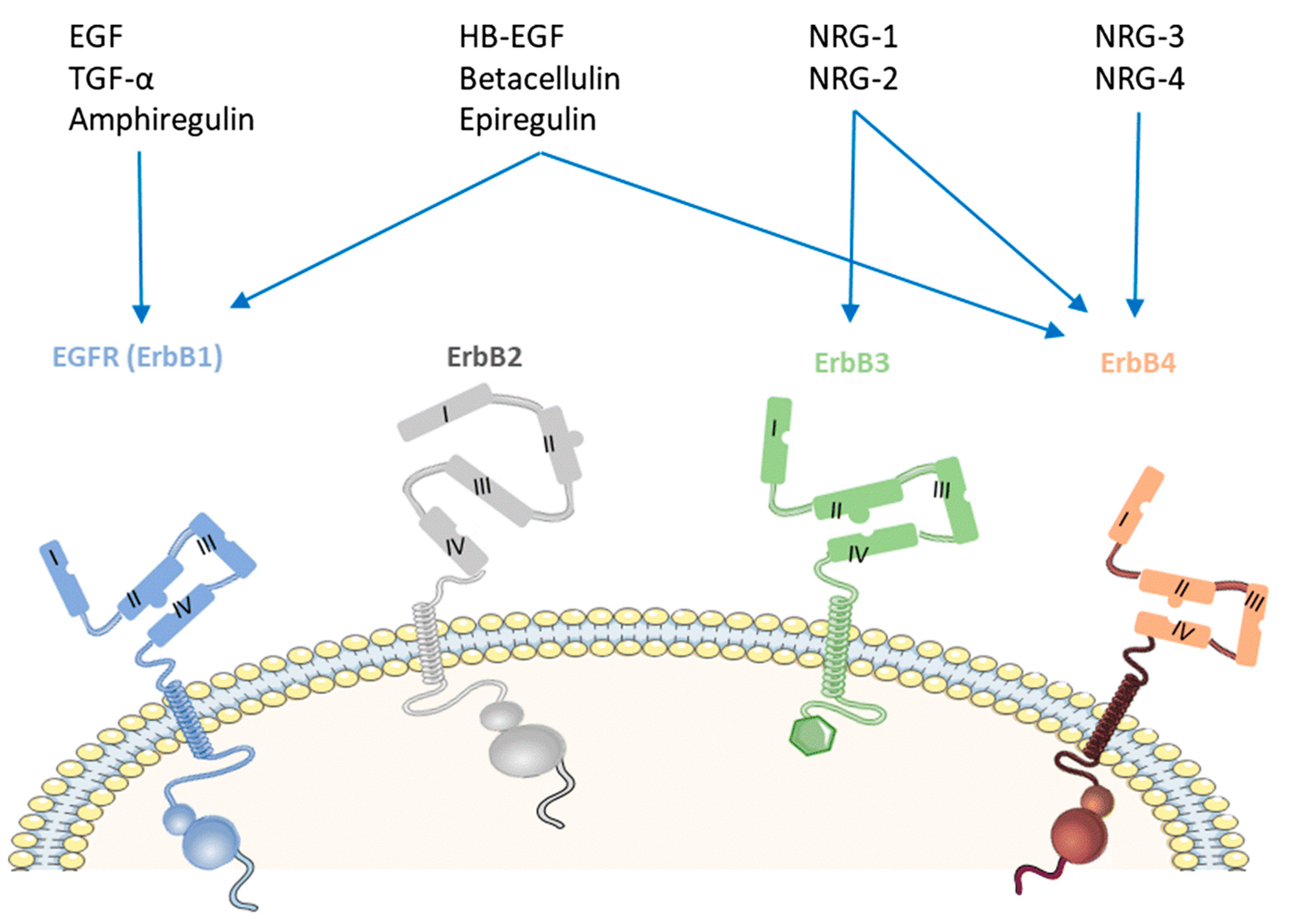 Molecules 26 07376 g001