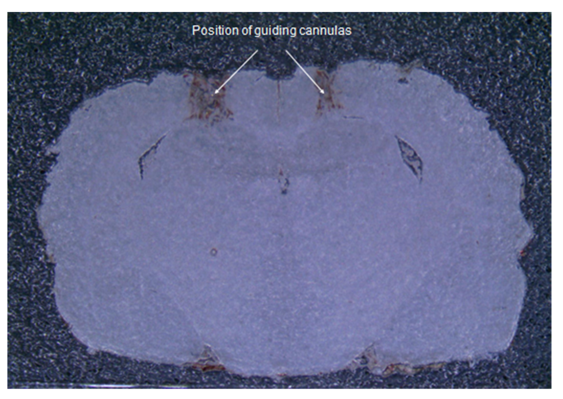 Molecules 26 07387 g001 Molecules 26 07387 g001
