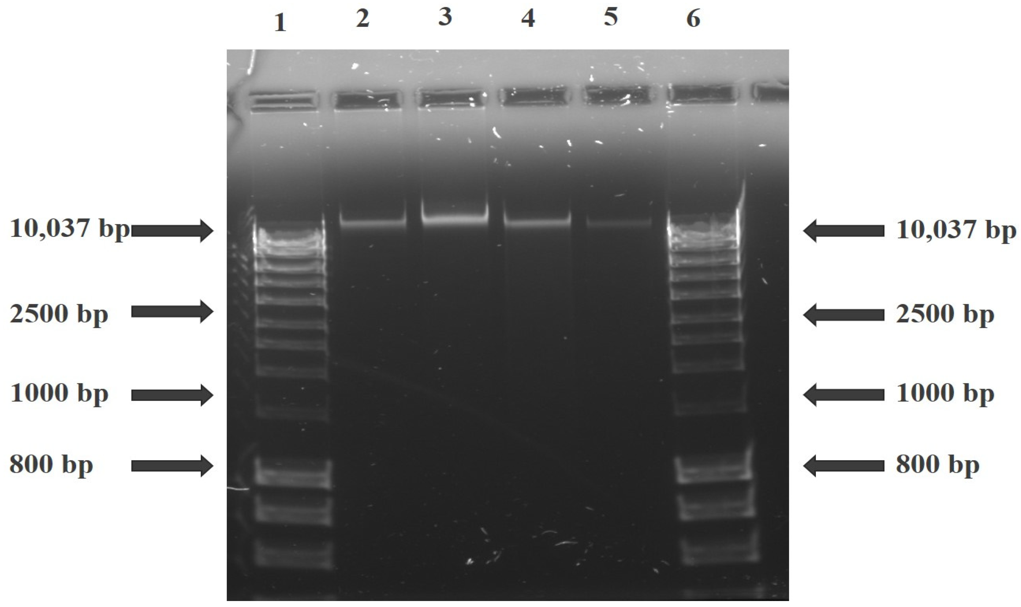 Molecules 26 07412 g002 550