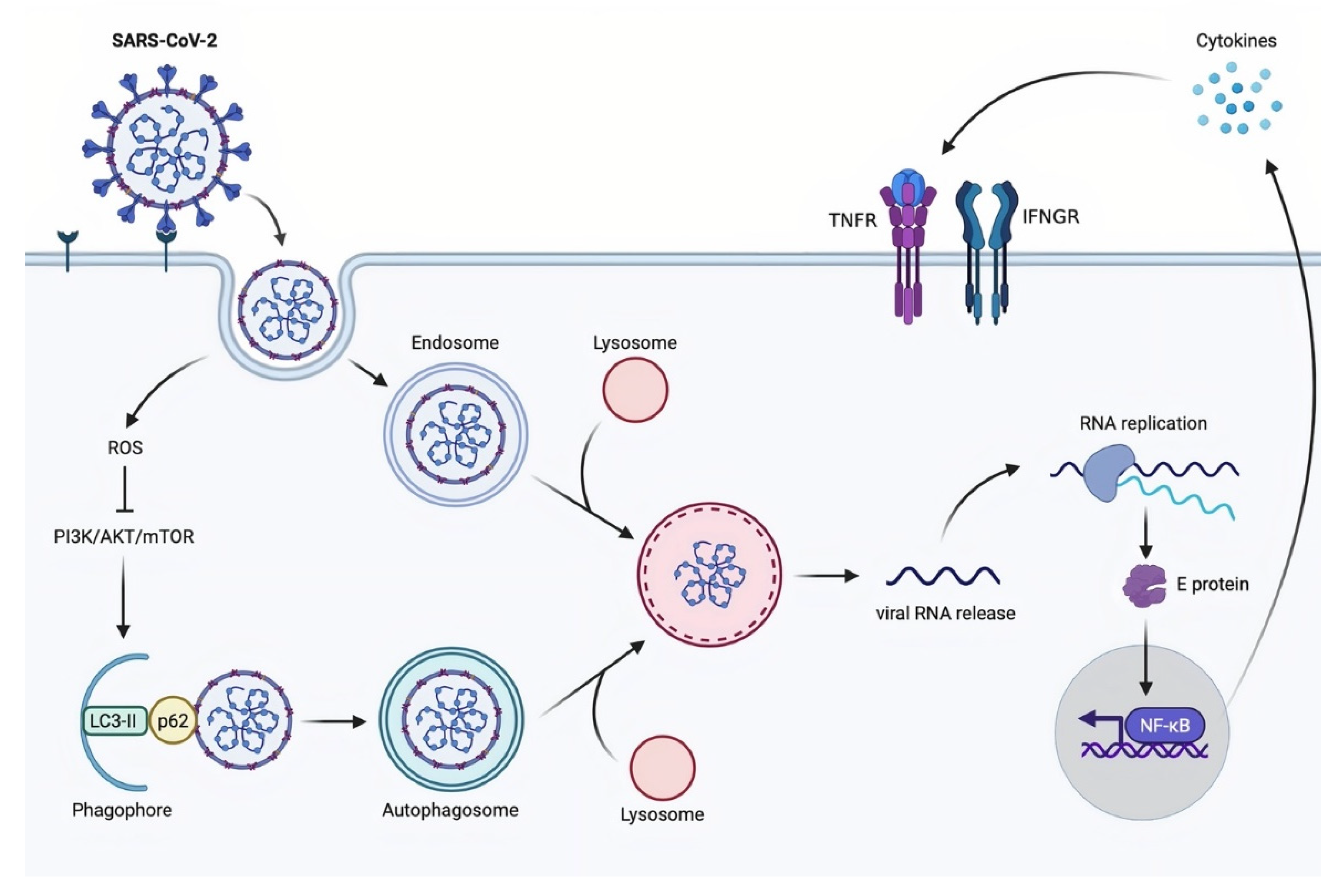 Molecules 26 07459 g004 Molecules 26 07459 g004