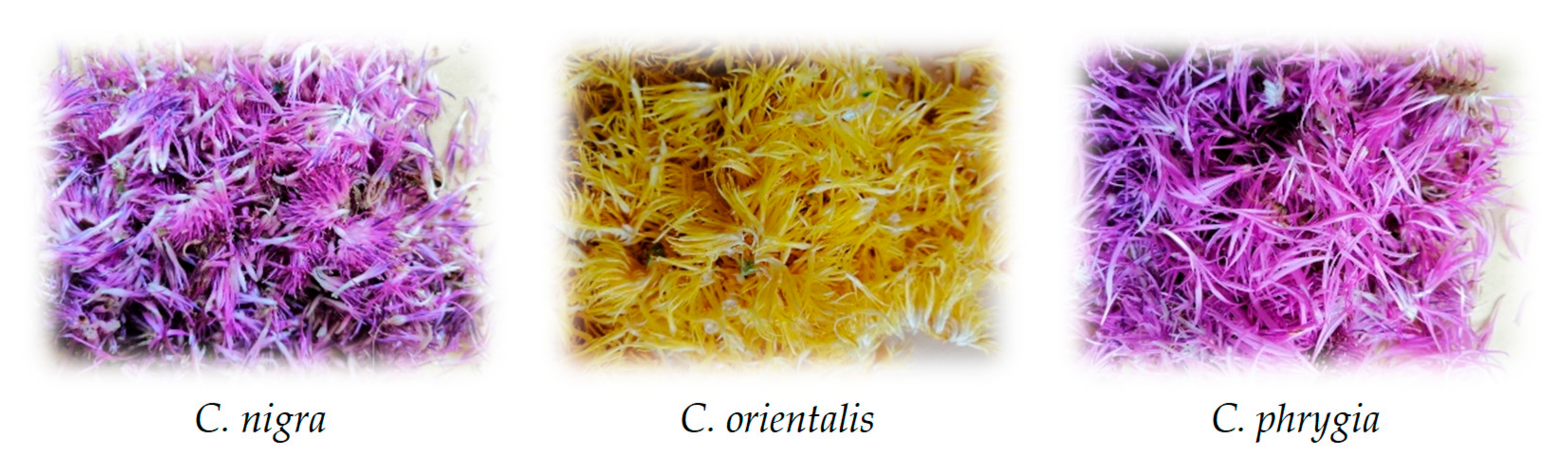 Molecules 26 07465 g003 550