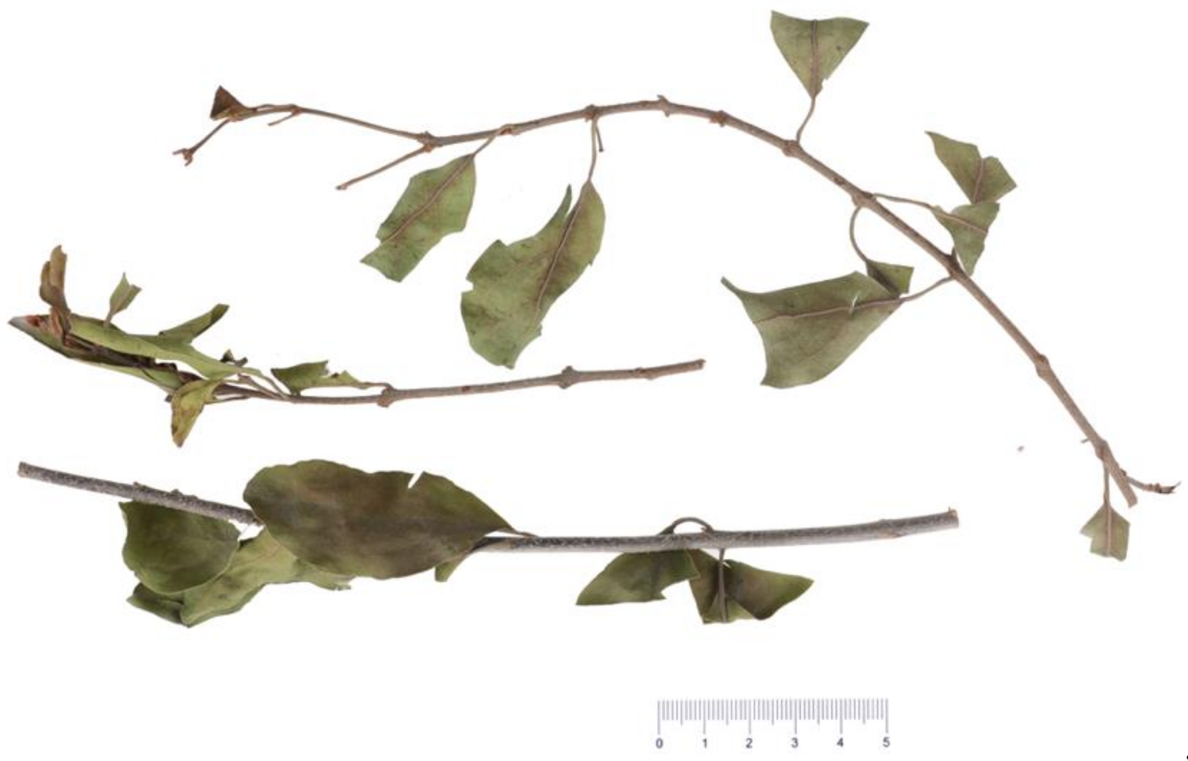 Molecules 26 07490 g005