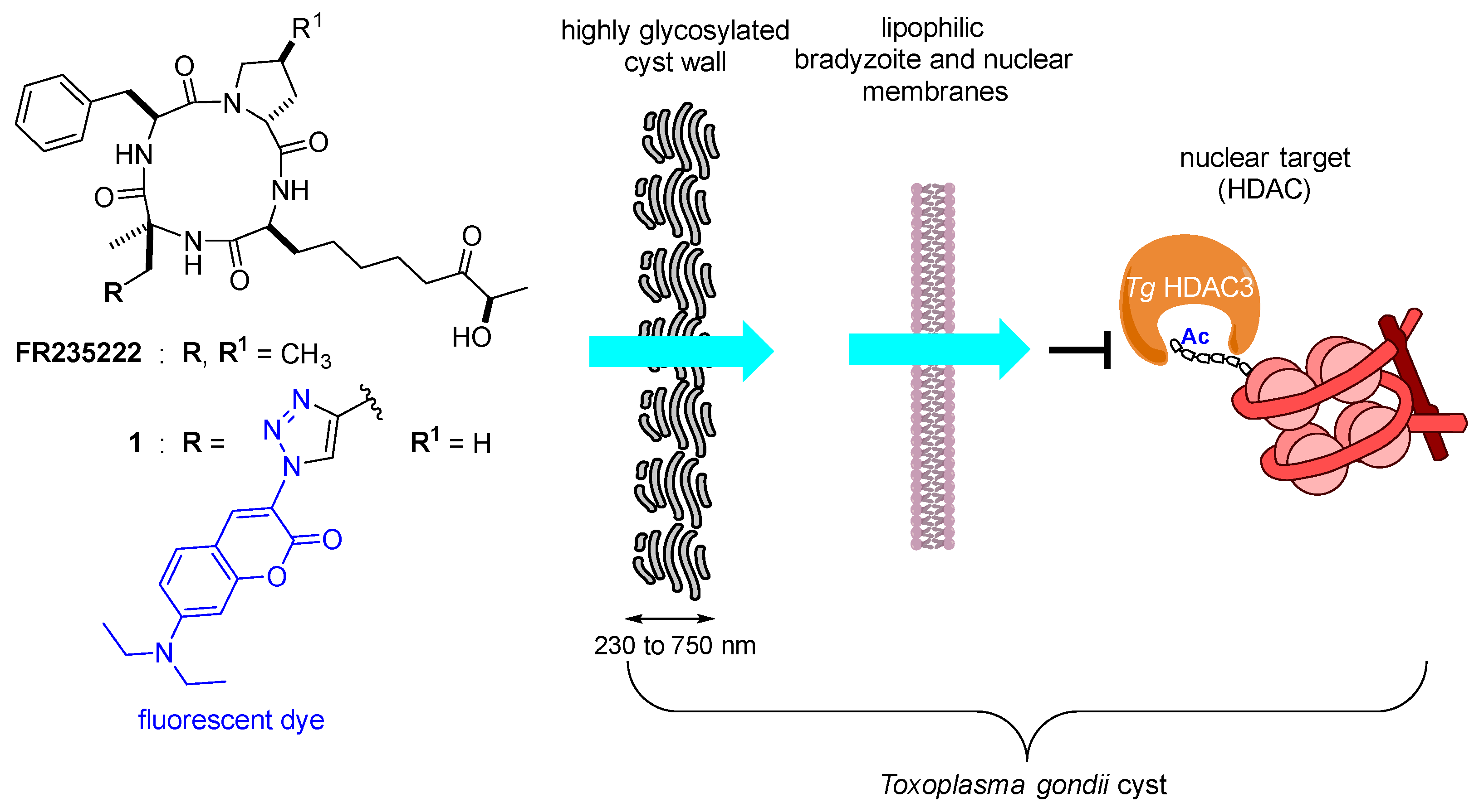 Molecules 26 07506 g001