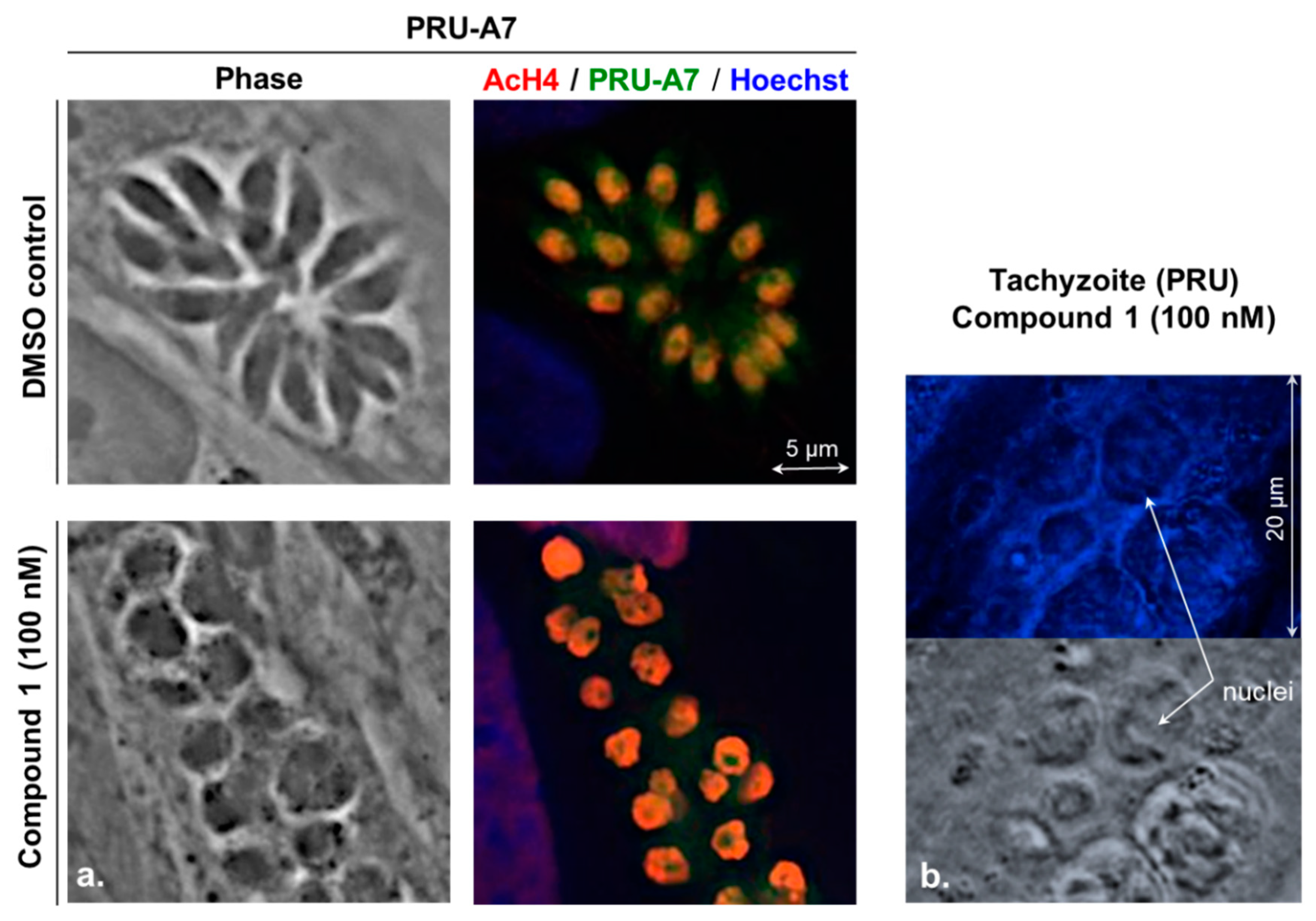 Molecules 26 07506 g005