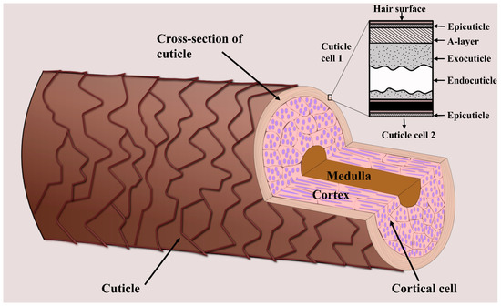 Molecules | Free Full-Text | Mapping The Chemistry Of Hair Strands.
