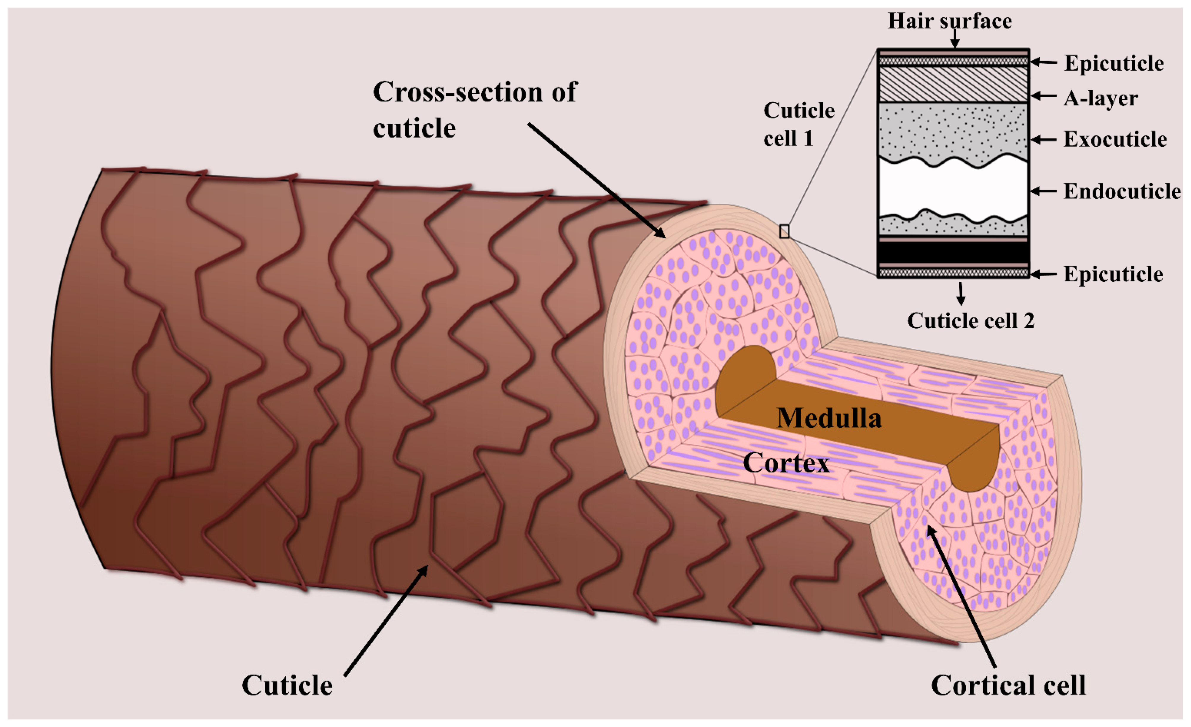 Molecules | Free Full-Text | Mapping the Chemistry of Hair Strands by Mass Spectrometry Imaging—A Review Molecules | Free Full-Text | Mapping the Chemistry of Hair Strands by Mass Spectrometry Imaging—A Review