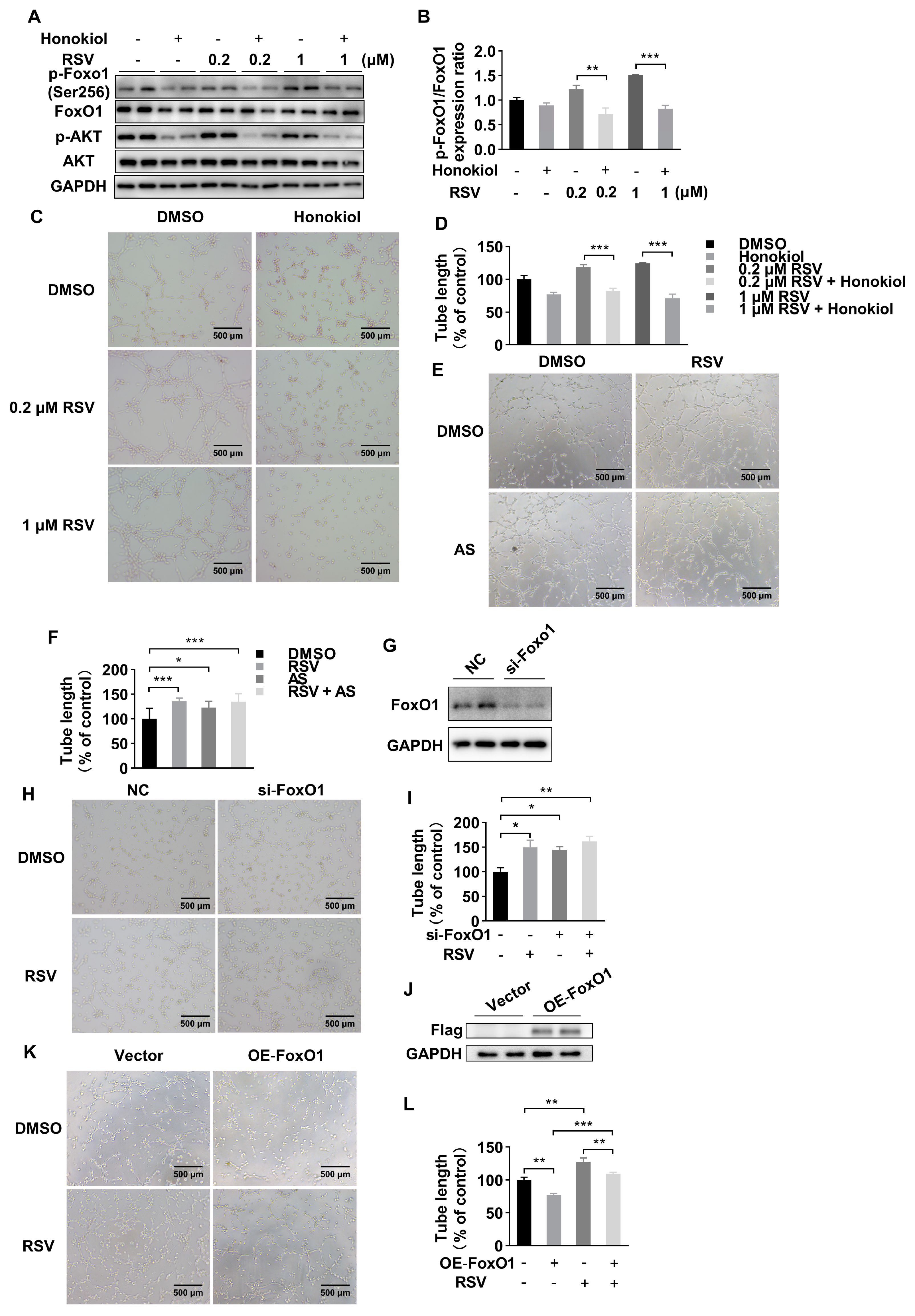 Molecules 26 07528 g003